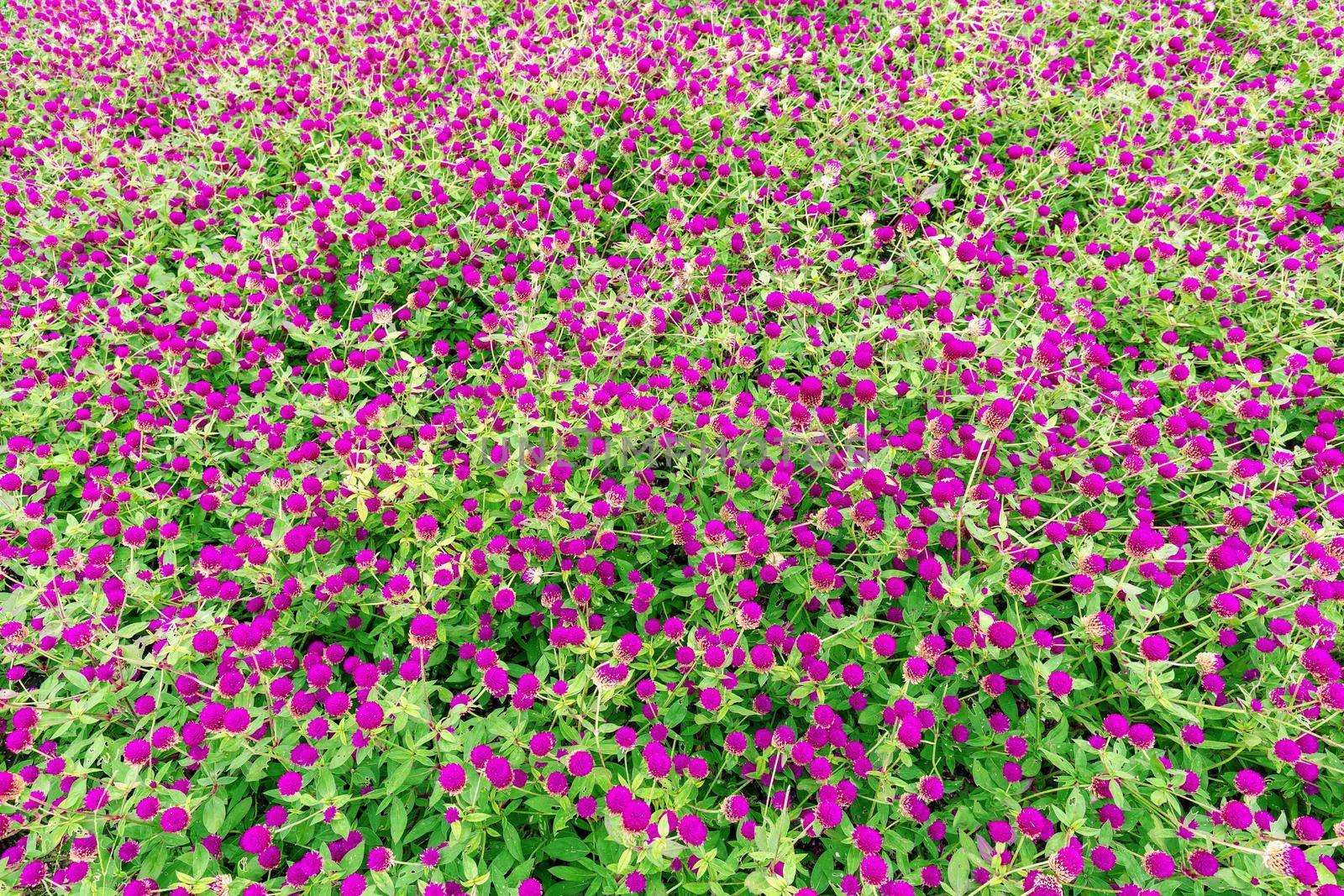 Globe amaranth beauty flower. abstract background image.