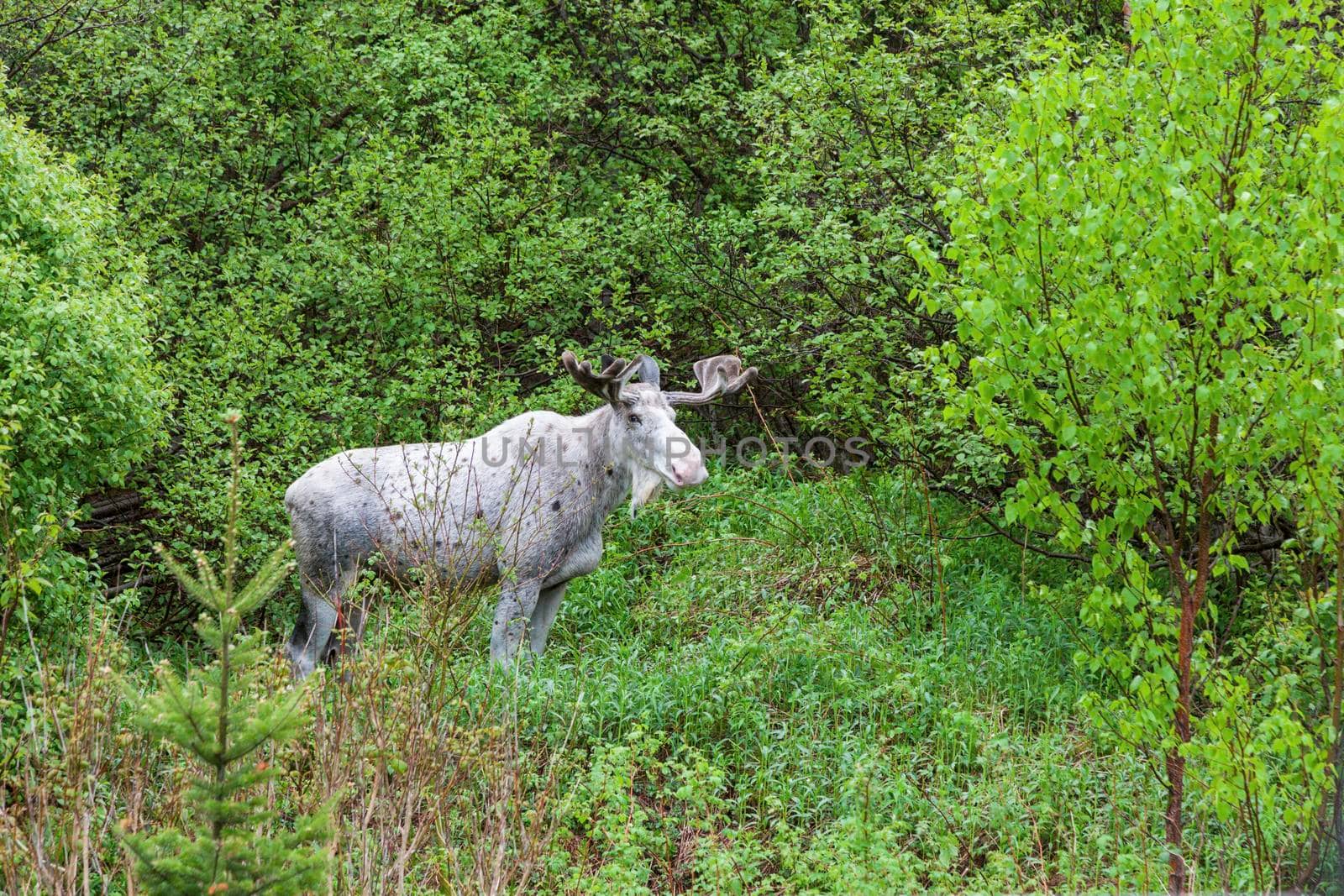 Moose in the forest, Newfoundland. St. John's, Newfoundland and Labrador, Canada.