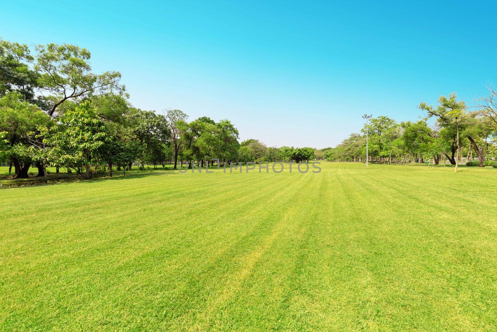 Green tree and green grass in public park with light blue sky .