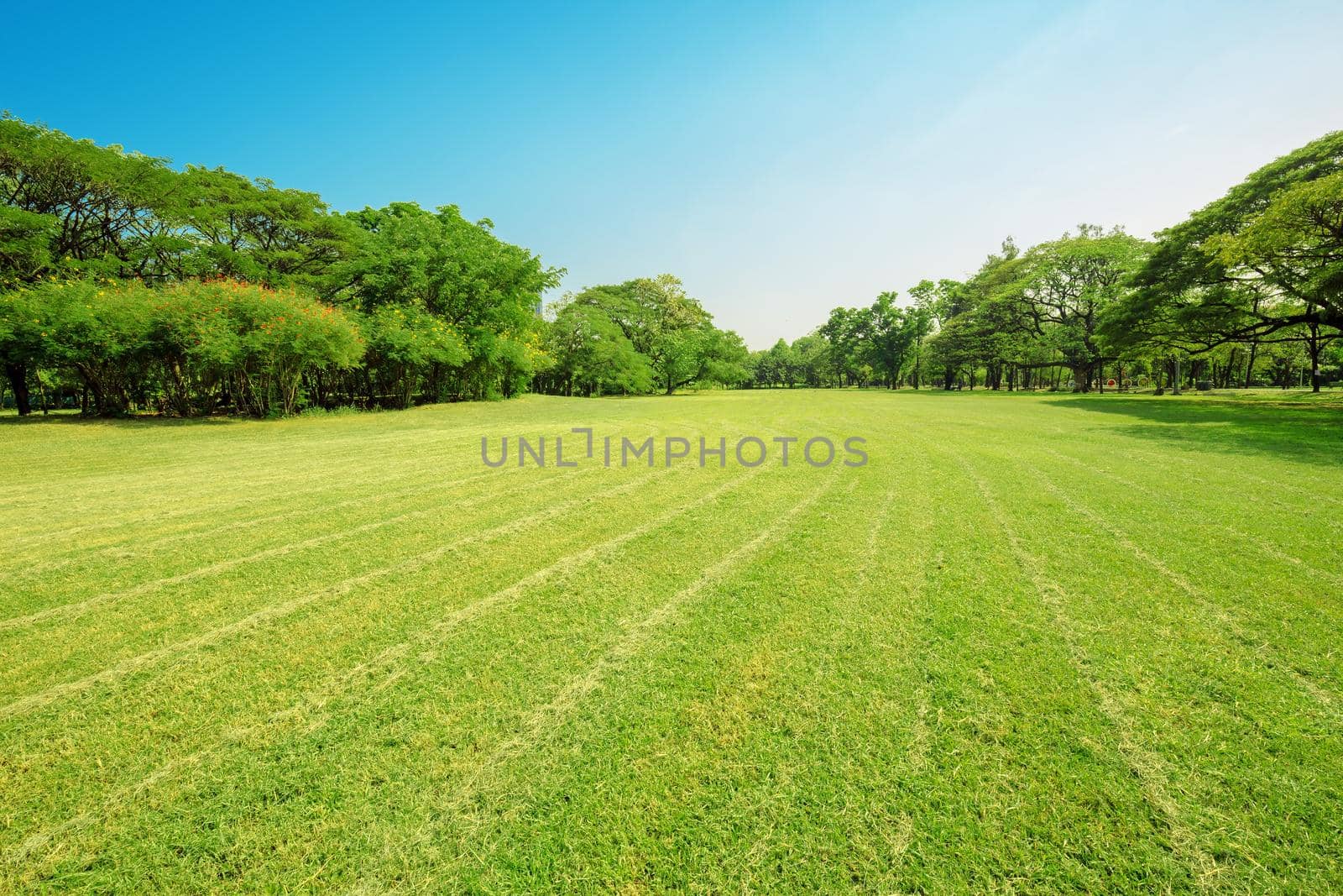 Green tree and green grass in public park with light blue sky .