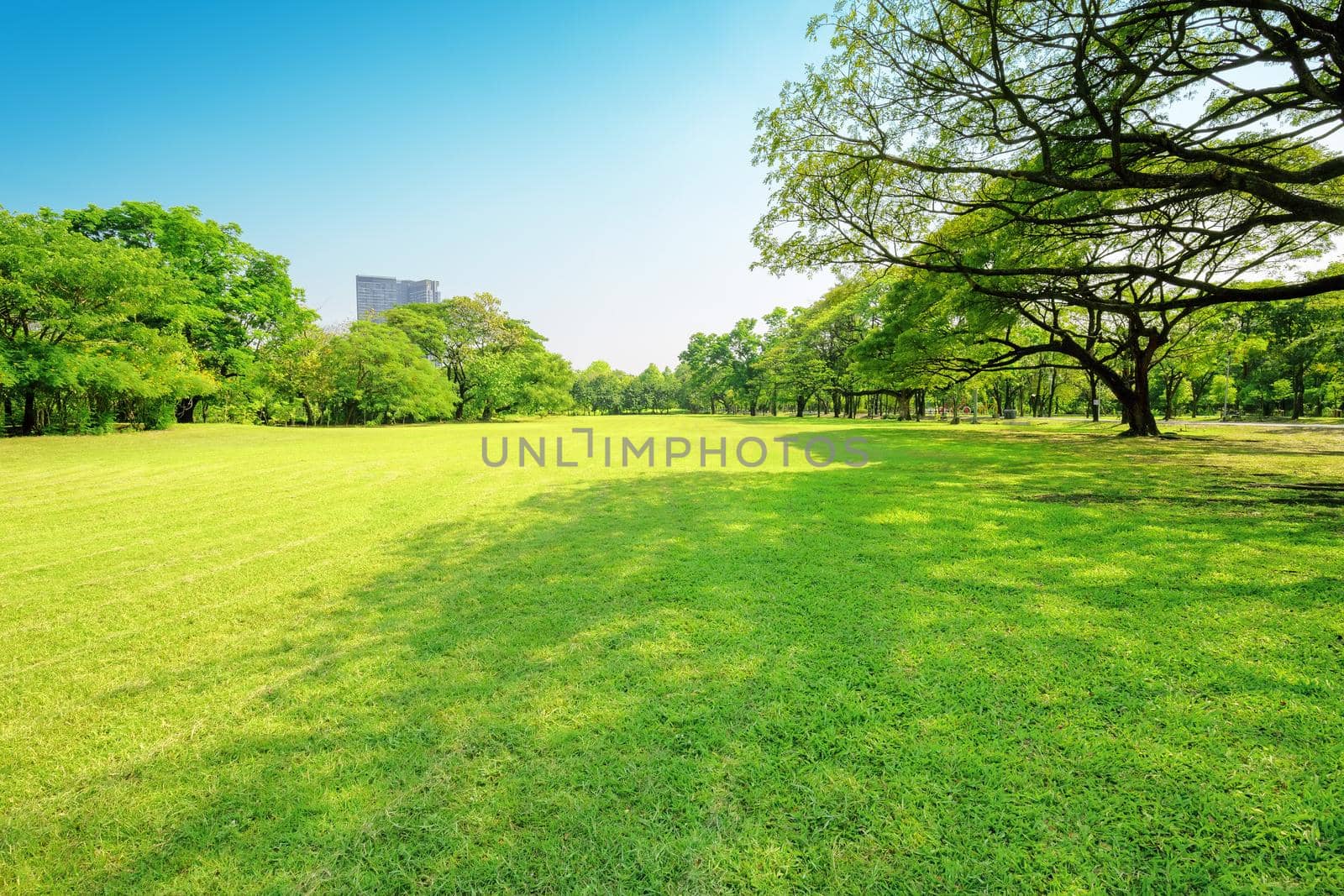 Beautiful garden in daytime outdoor nature background.