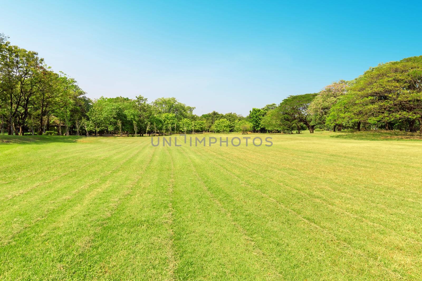 Green tree and green grass in public park with light blue sky .