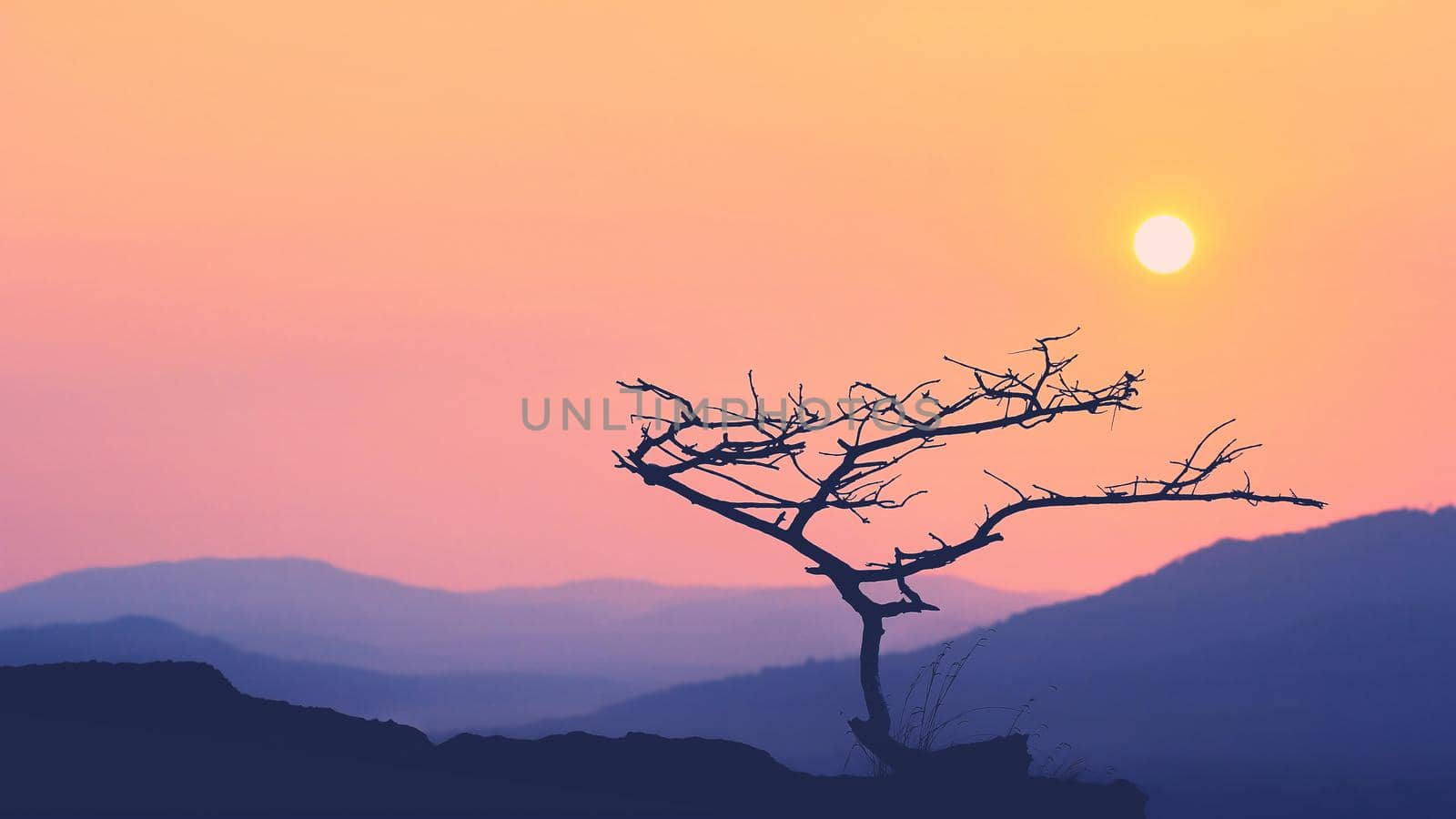 Silhouettes of branches with Orange Sun On Background.