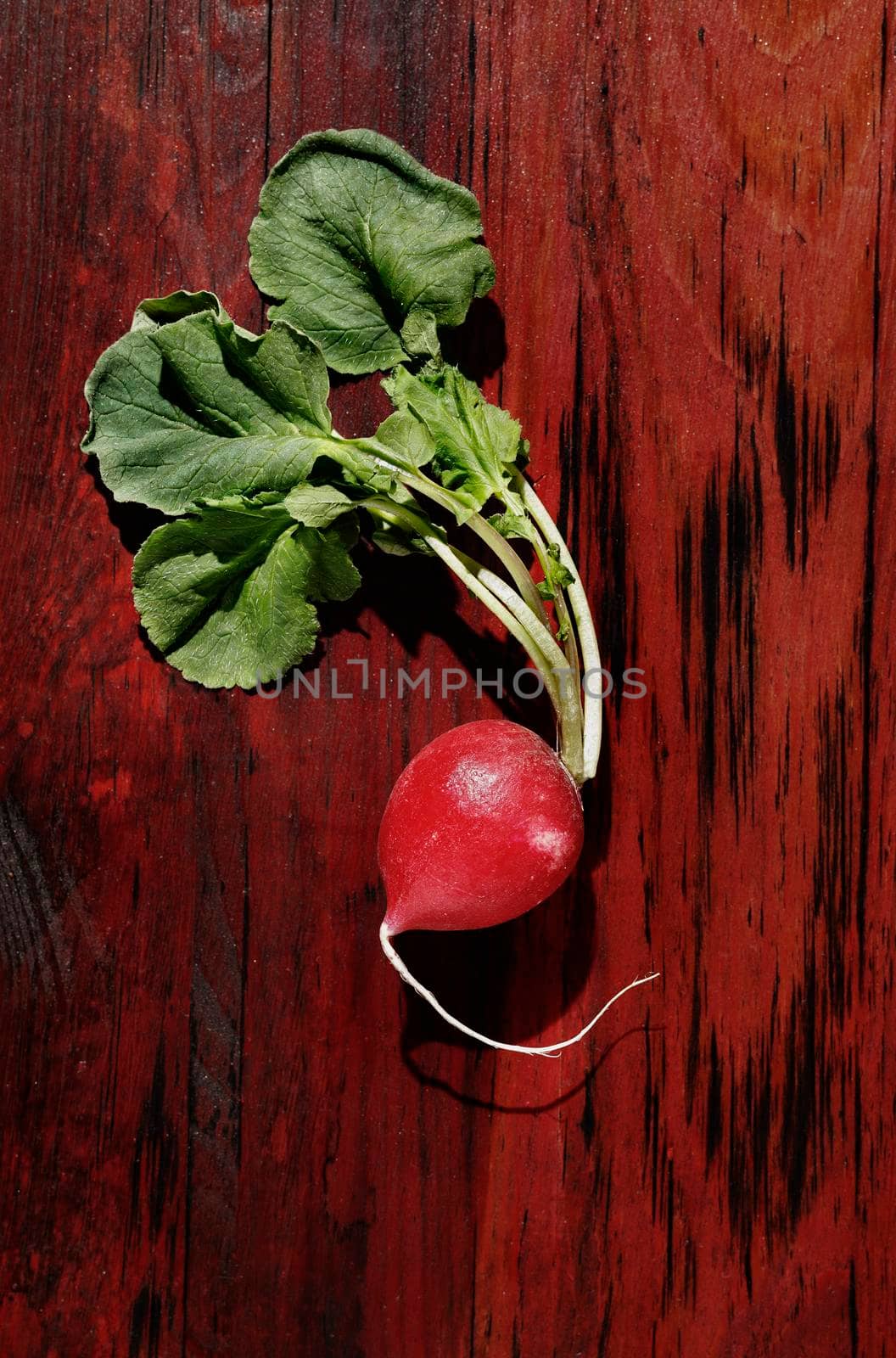 Fresh red radish on red background , uncooked root vegetable