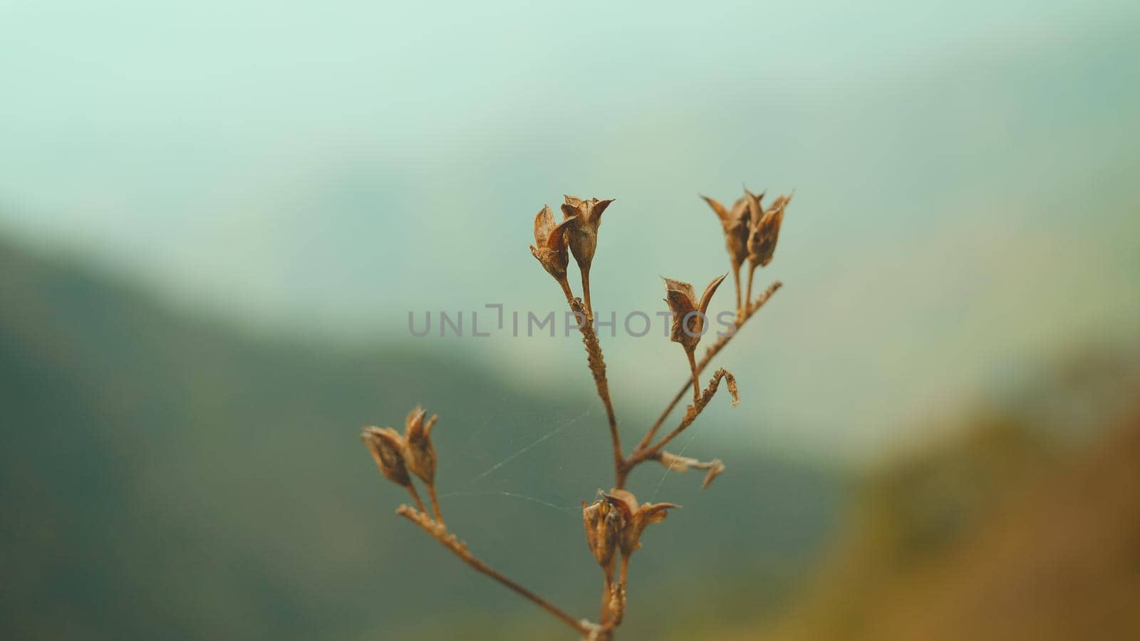 Dried flowers on the way. Beautiful, peaceful summer evening.