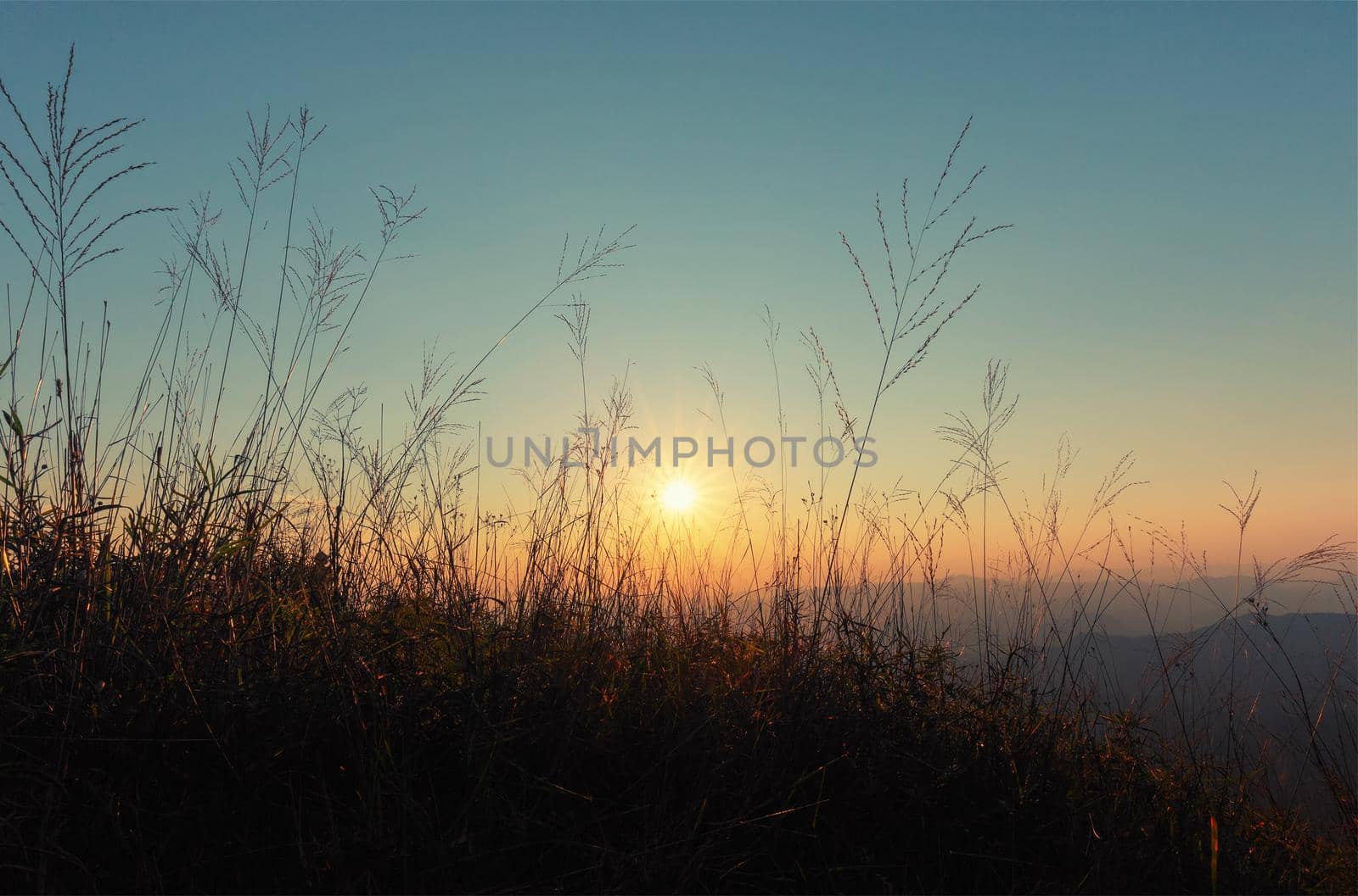 High grass on a summer green meadow filled with light