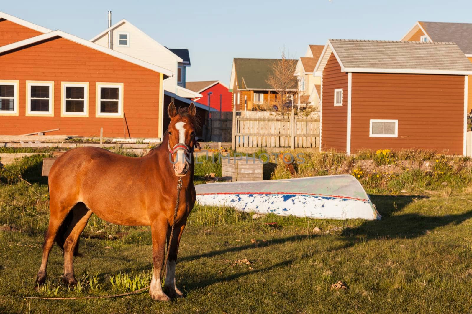 Horse in Saint Pierre. Saint Pierre, Saint Pierre and Miquelon.