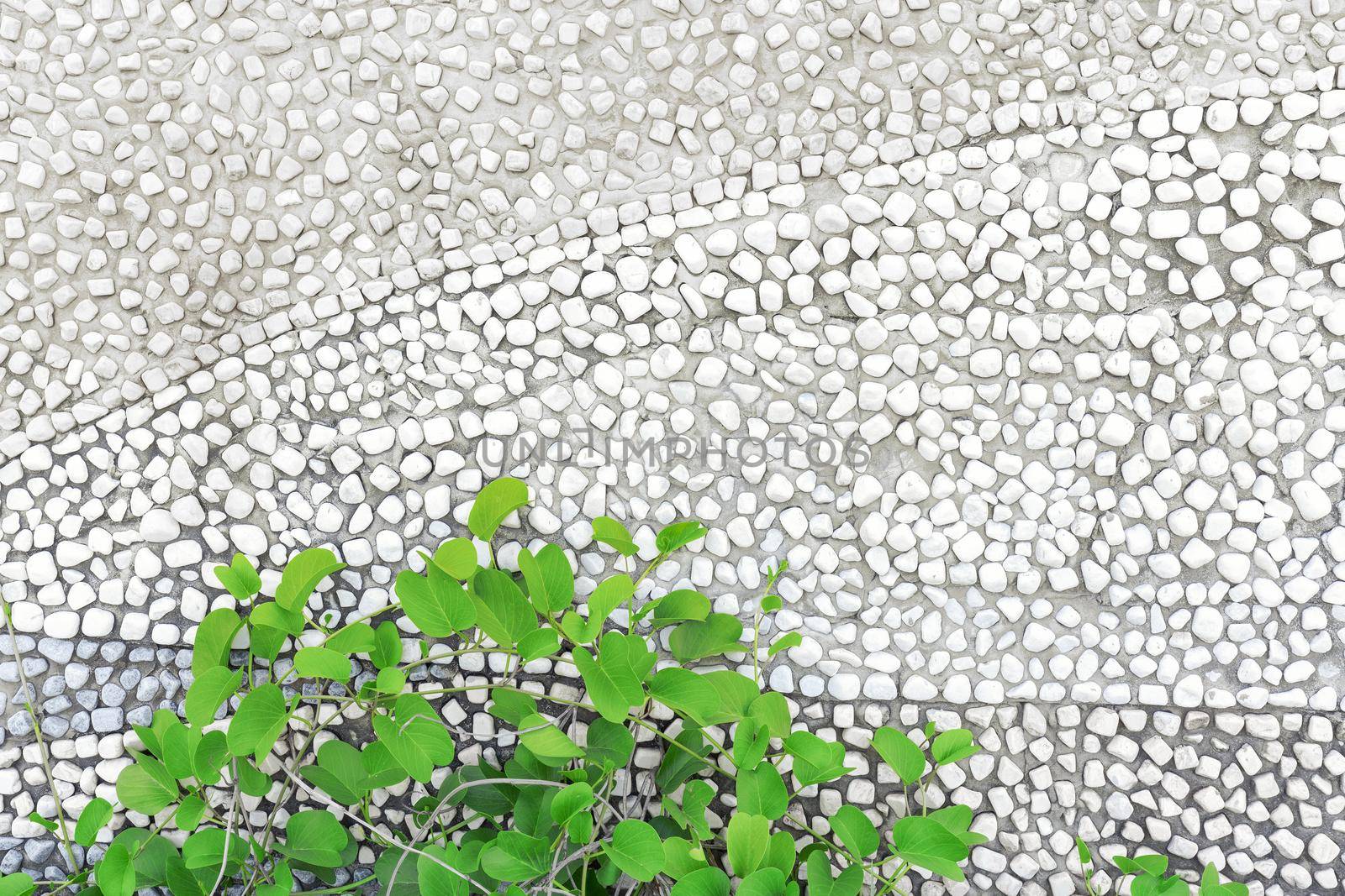 Wall background And green morning glory trees