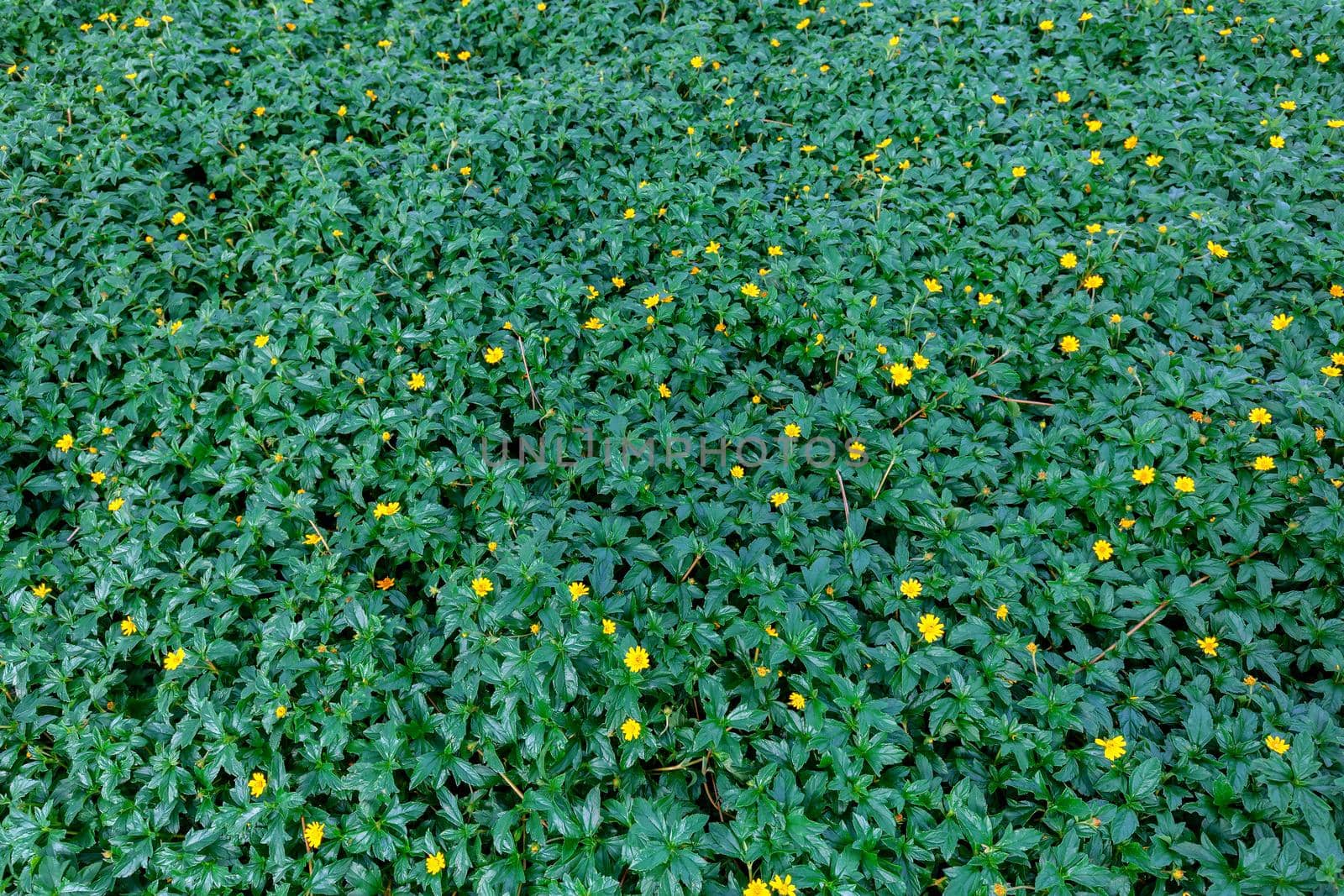 Beautiful small yellow flower Singapore Daisy (or Gold Buttons in Thai) in garden close up, yellow daisy flower in micro view,Field of Singapore Daisy flowers,Yellow flower blooming