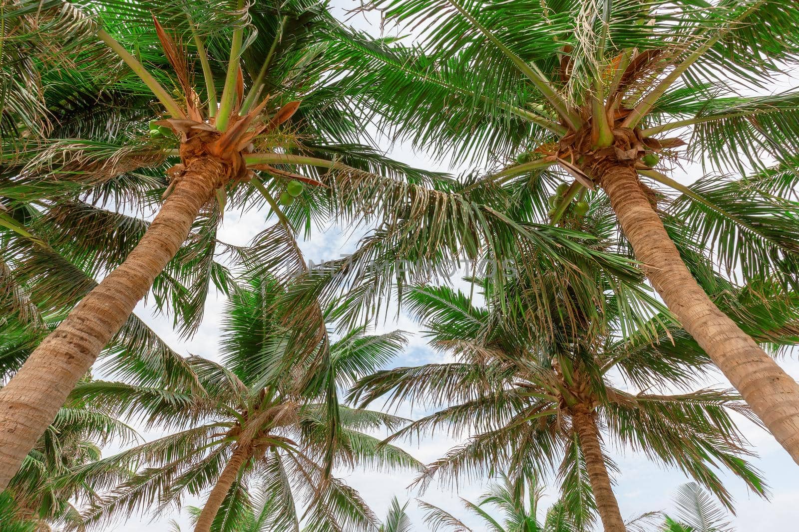 Coconut tree, view from below With a sky as the background