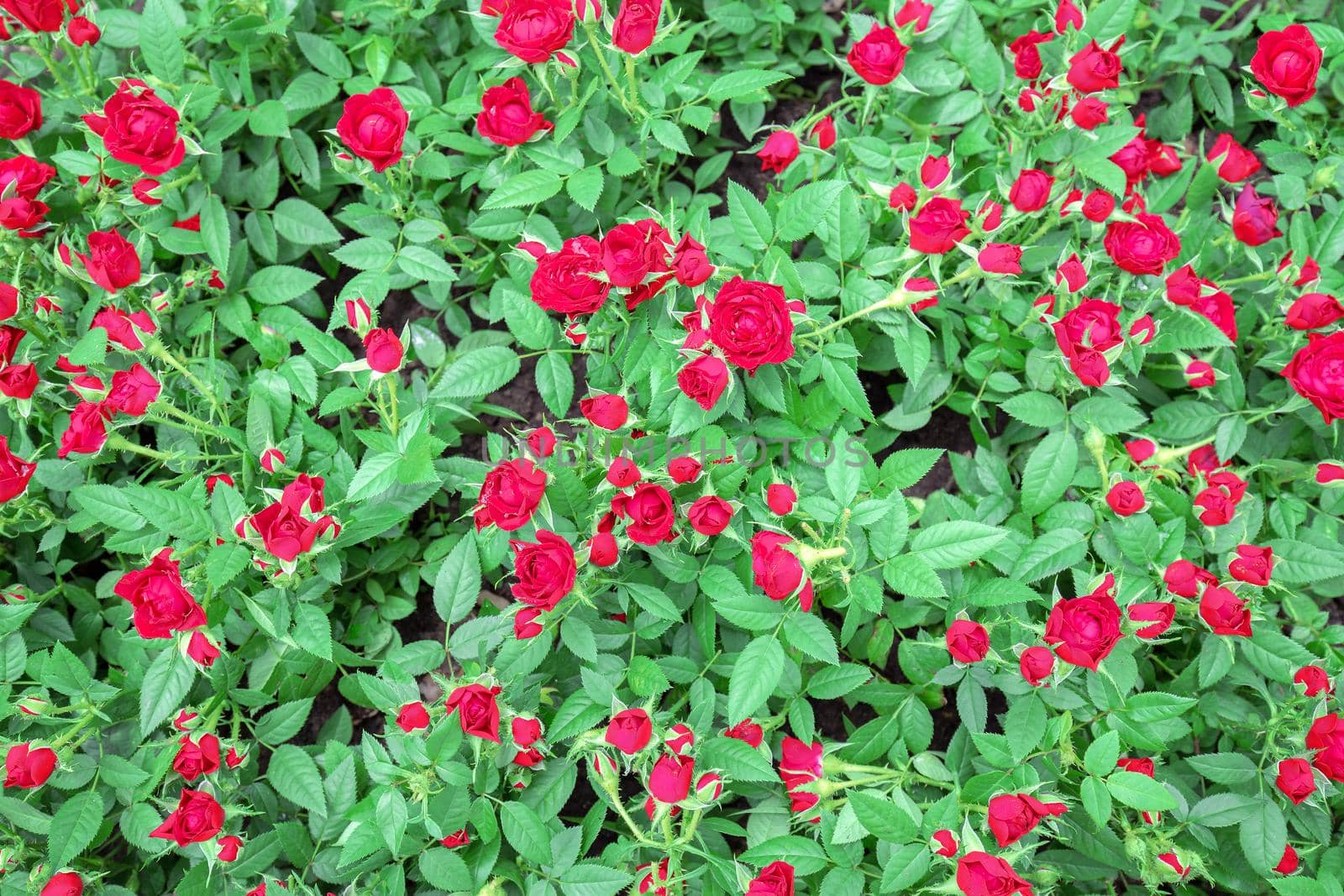 The red rose has a green leaf background.