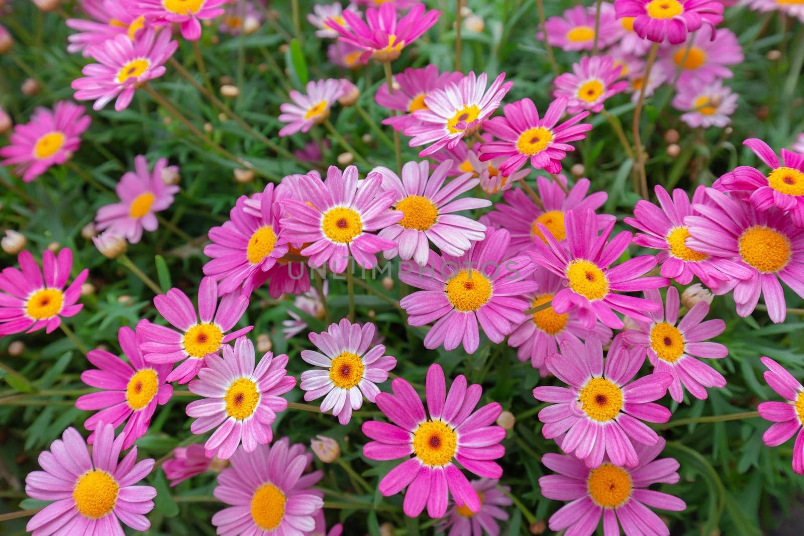 Plants of daisy with red-white flowers
