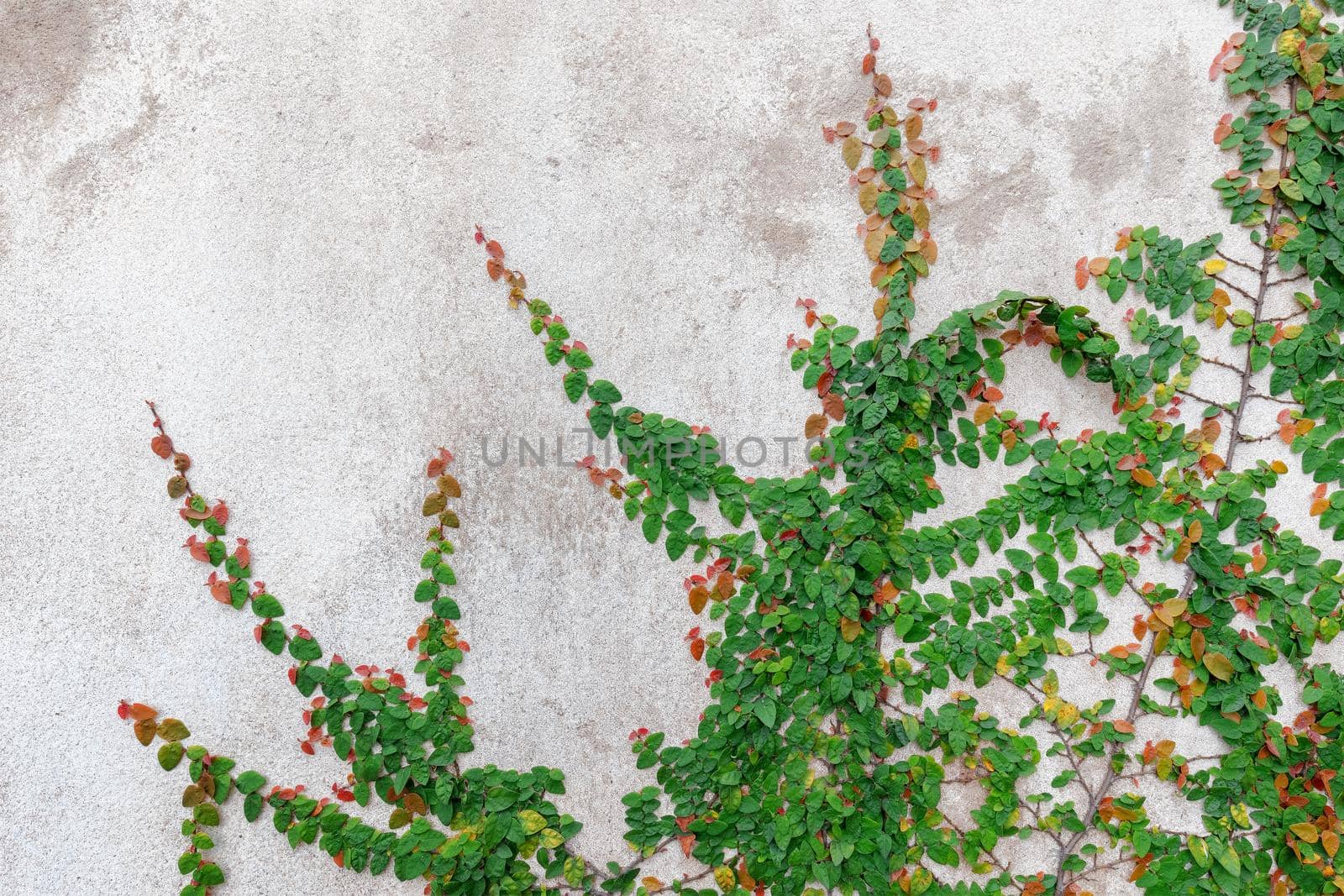 Green ivy isolated on a white background.