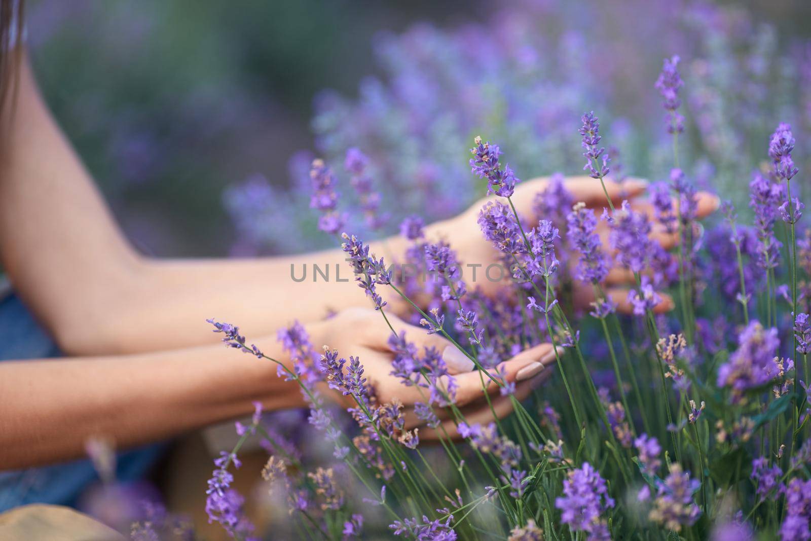 Selective focus of female hands gently touching purple flowers in endless lavender field. Unrecognizable young female enjoying summer harvest, warm sunshine. Concept of nature beauty.