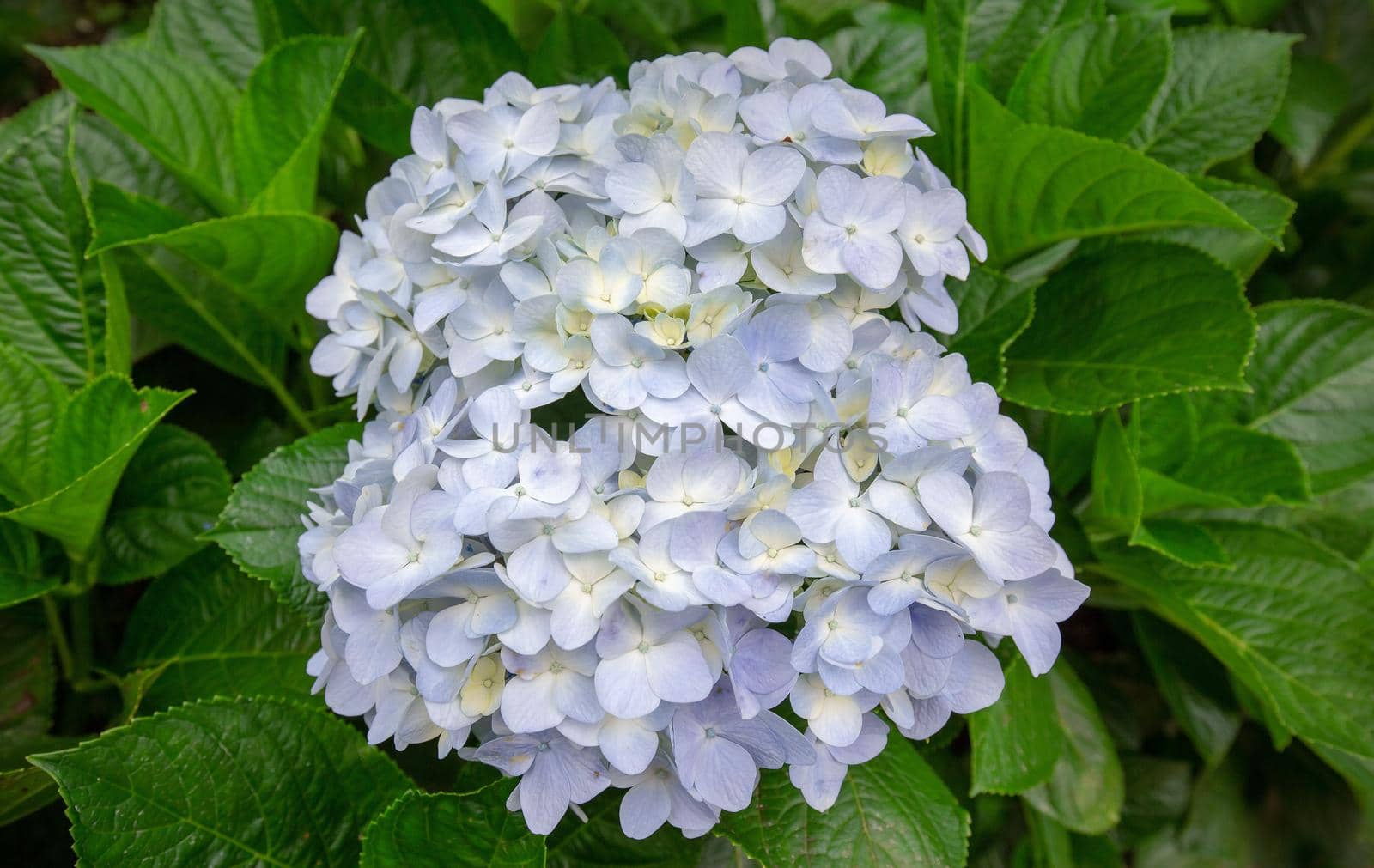 Closeup of green hydrangea are blooming in spring and summer in the garden.