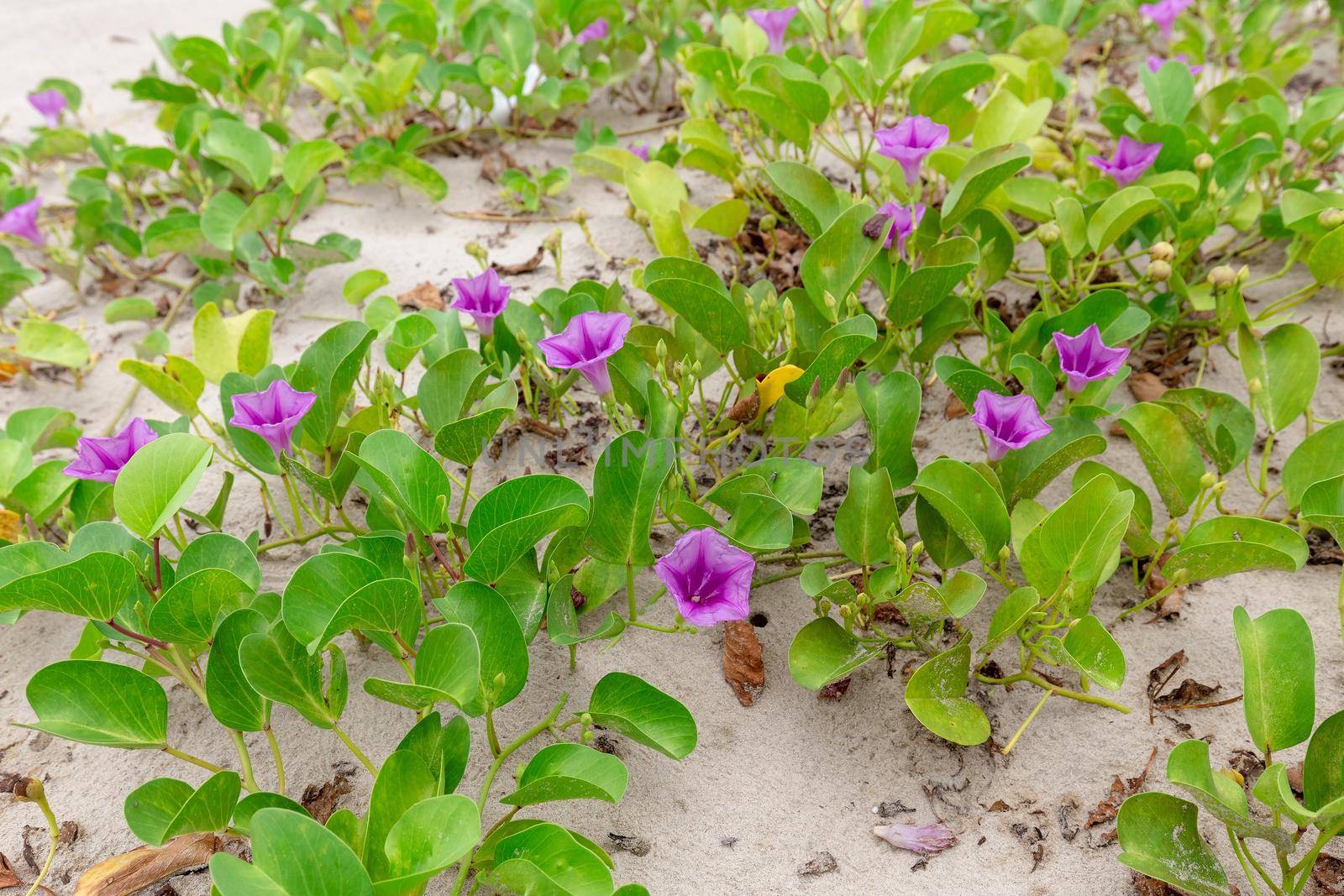 Ipomoea pes-caprae, known as bayhops, It grows on the upper parts of beaches and endures salted air