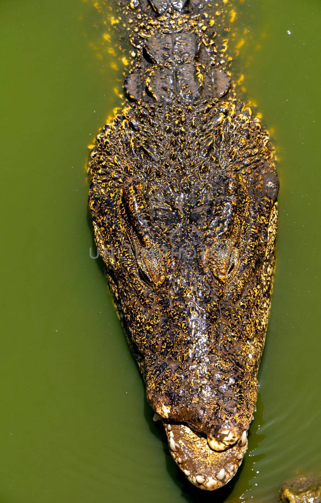 Crocodile or alligator close-up portrait Shallow DOF. Wildlide and animal photos. Predators and reptiles