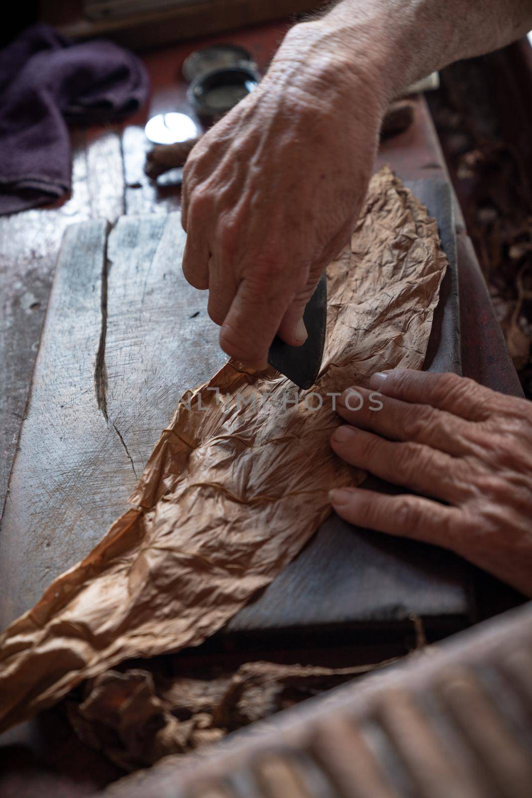 Cigar rolling or making by torcedor in cuba, Pinar del rio province