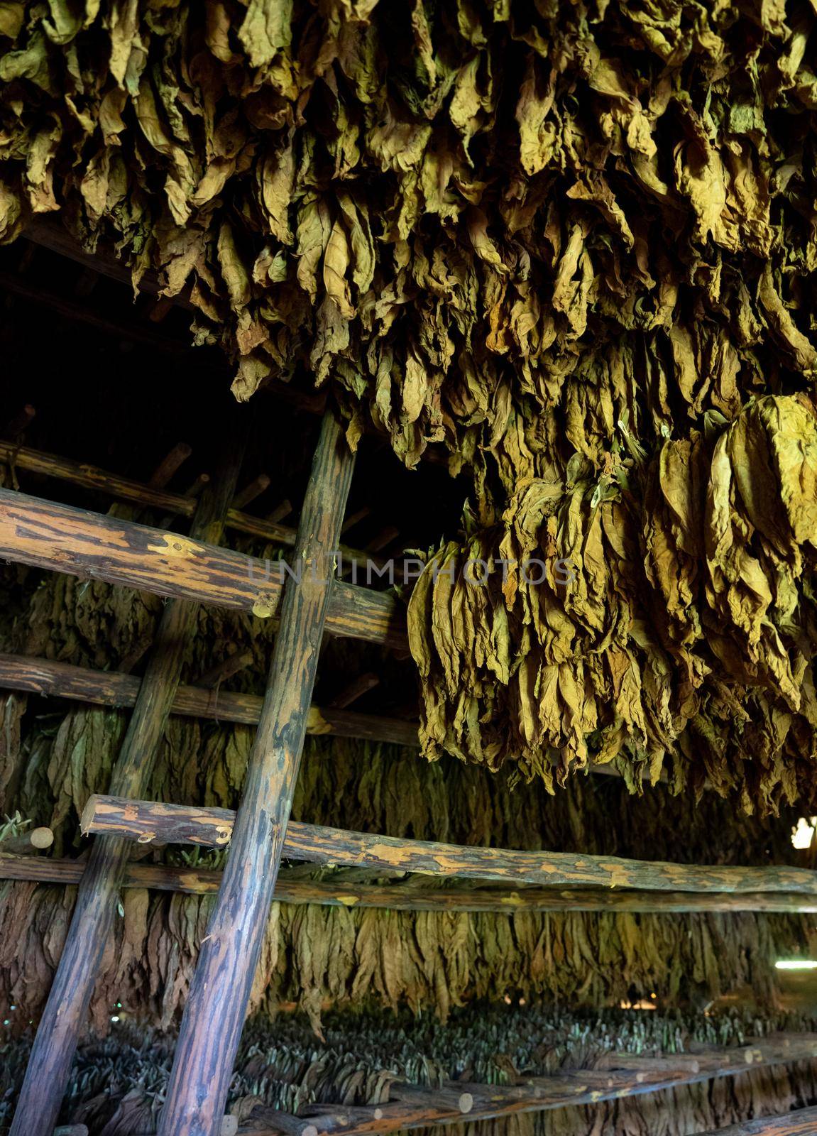 Tobacco drying, inside a shed or barn for drying tobacco leaves in Cuba by Arsgera