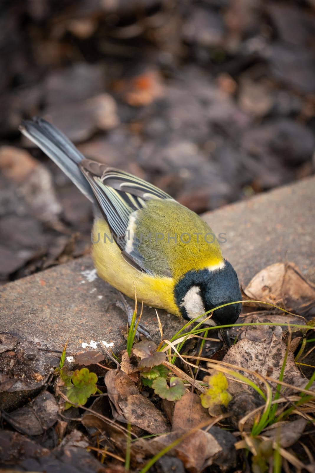 great tit or yellow-bellied tit close up bird portrait. Parus major, Birdwatching and wildlife photography