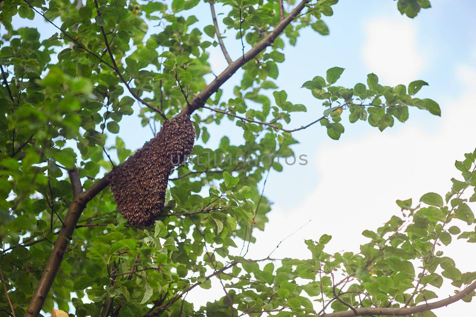 From below view of swarm of honeybees creating big beehive on tree branch in sunny summer day. Insects flying around honeycomb in garden, polluting flowers. Apriculture, beekeeping concept.