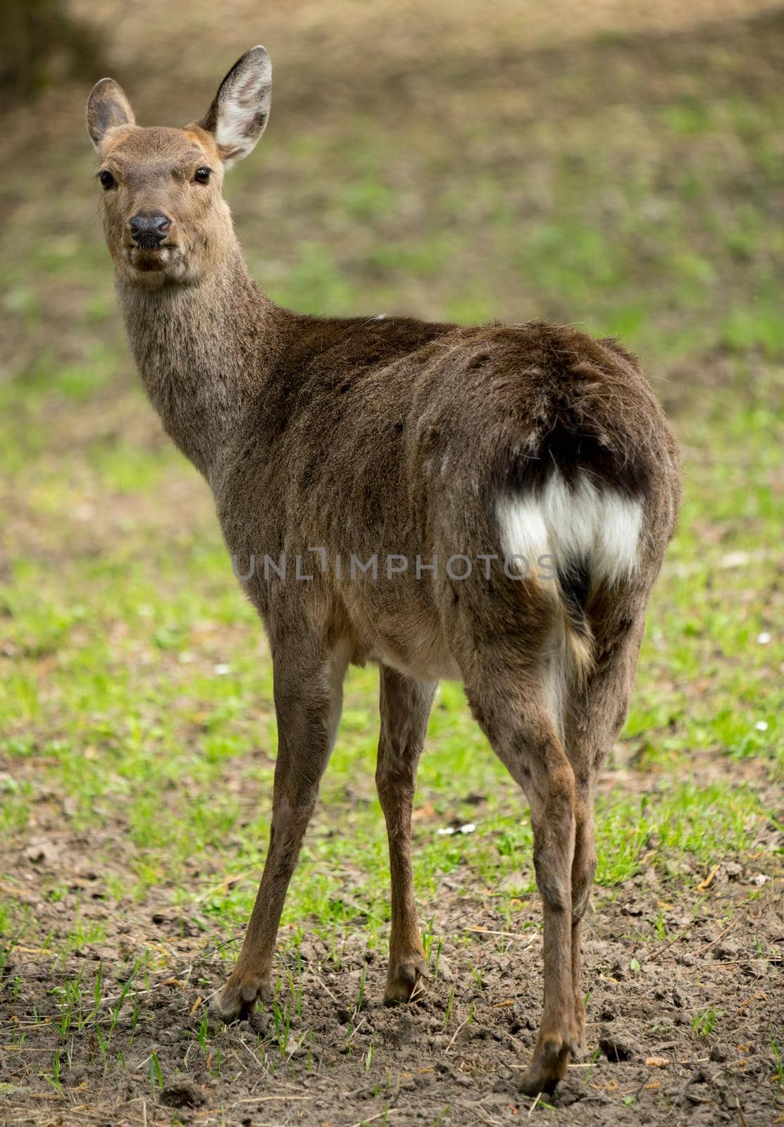 Sika deer Cervus nippon also known as the spotted deer female portrait. Wildlife and animal photo. Japanese deer