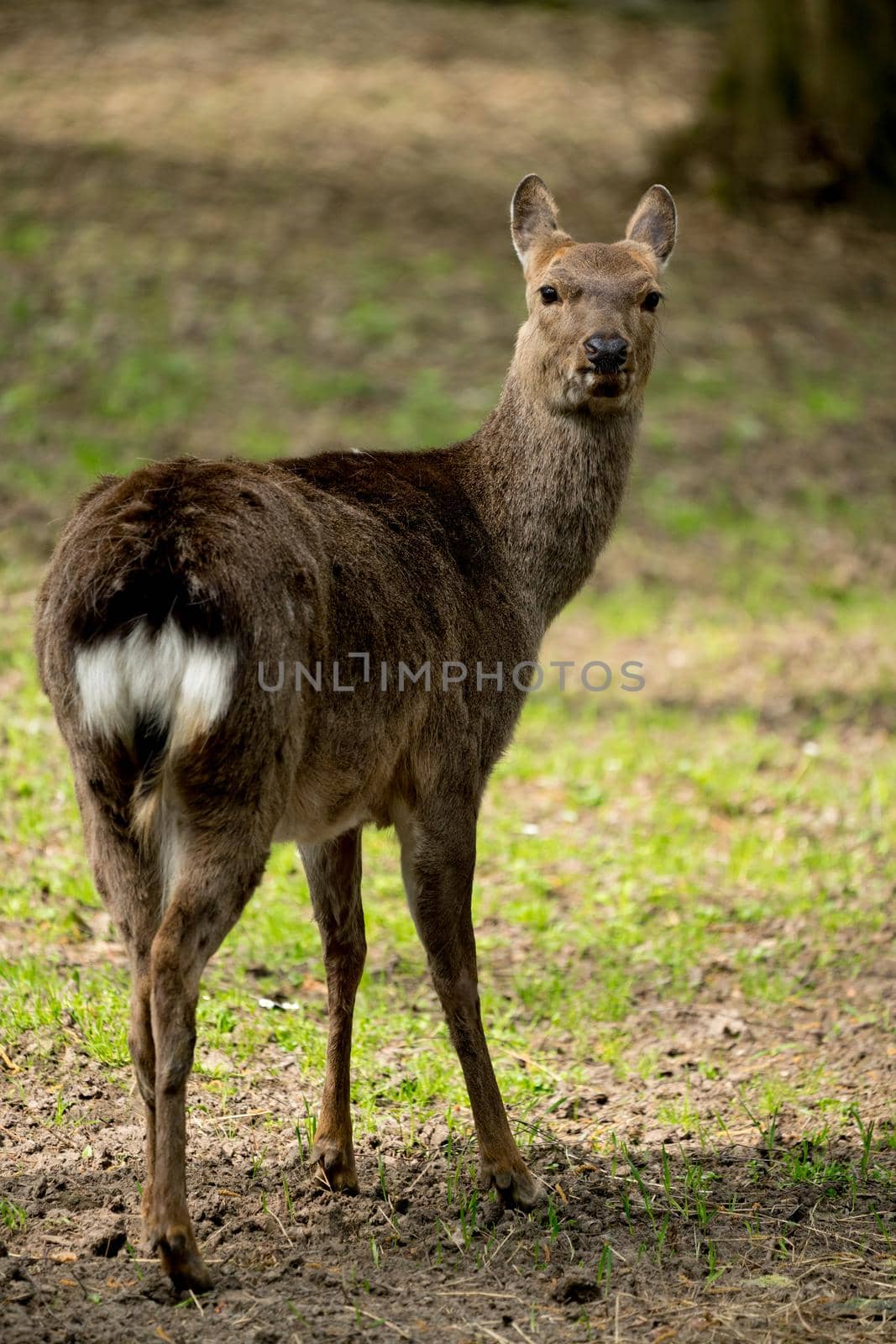 Sika deer Cervus nippon also known as the spotted deer female portrait. Wildlife and animal photo. Japanese deer