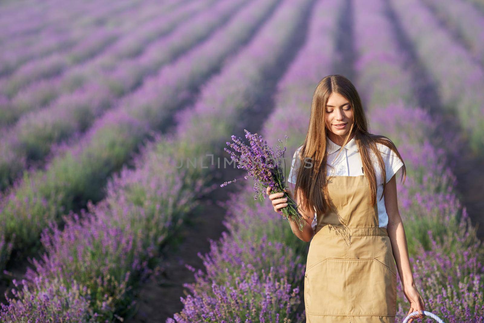 Front view of radiant young cheerful woman collecting lavender meadow in summer. Selective focus of caucasian girl wearing farm outfit holding basket full of flowers, walking in lavender field.