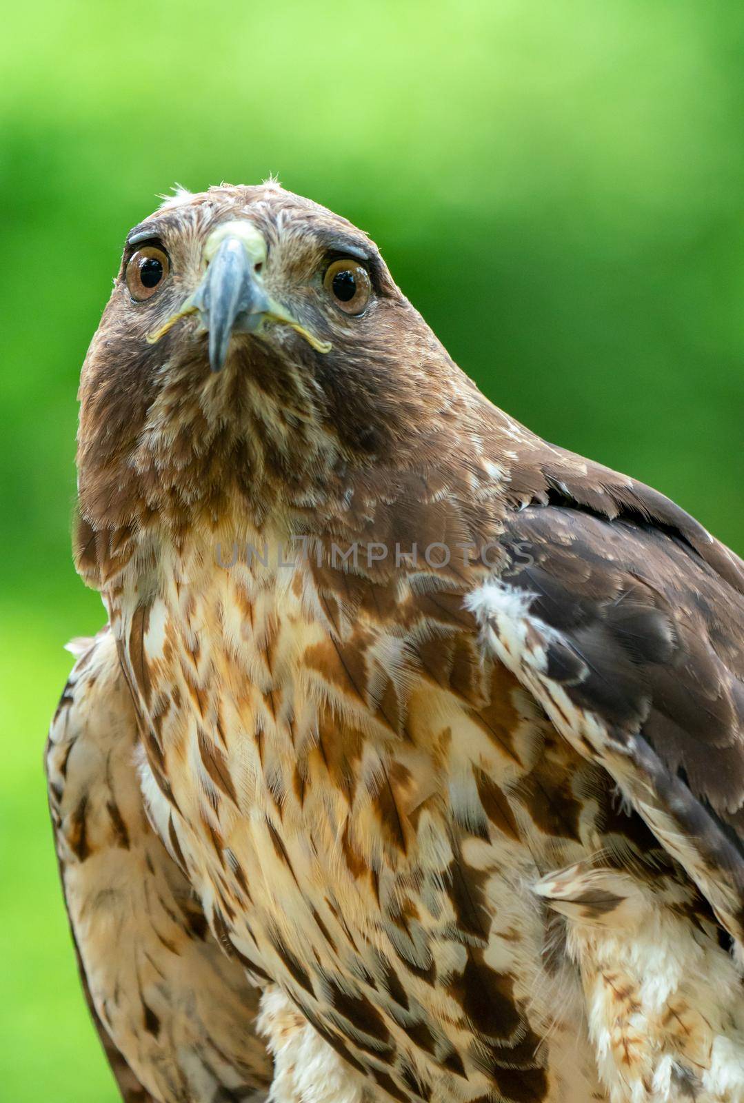 red-tailed hawk or Buteo jamaicensis close-up portrait. Wildlife photo