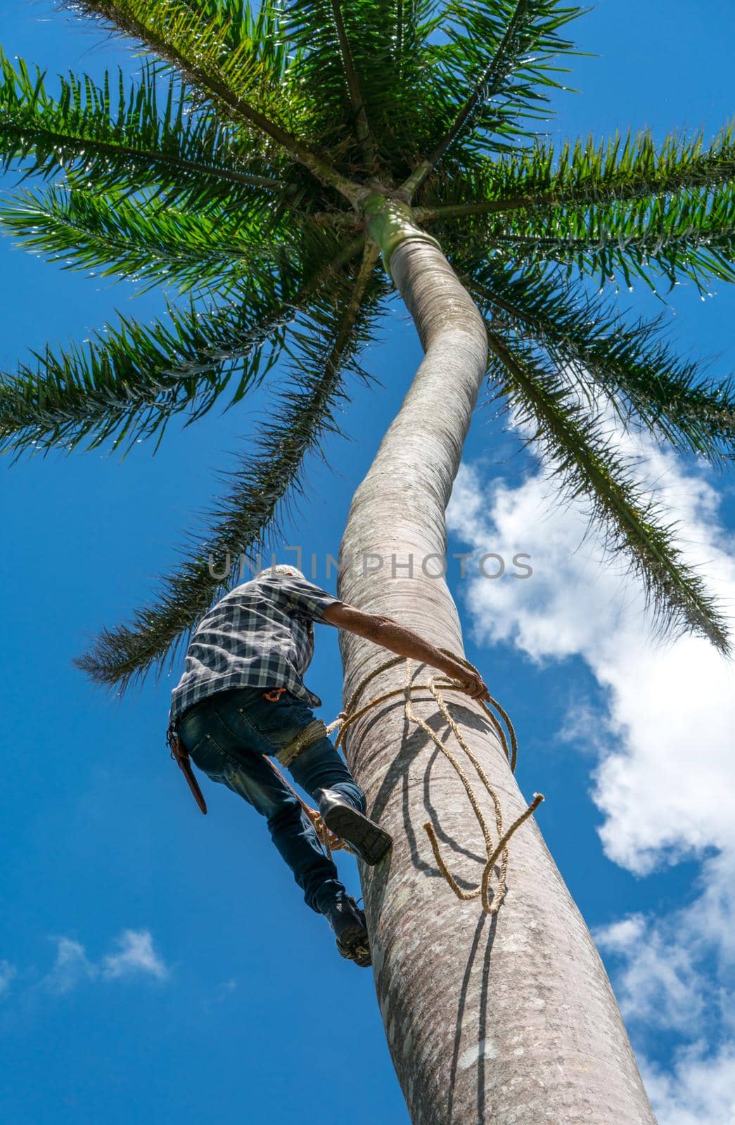 Adult male climbs tall coconut tree with rope to get coco nuts. Harvesting and farmer work in caribbean countries