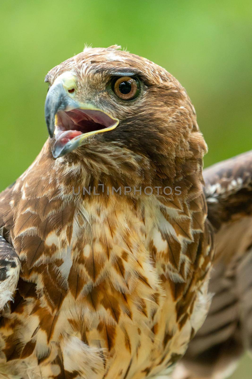 red-tailed hawk or Buteo jamaicensis close-up portrait. Wildlife photo