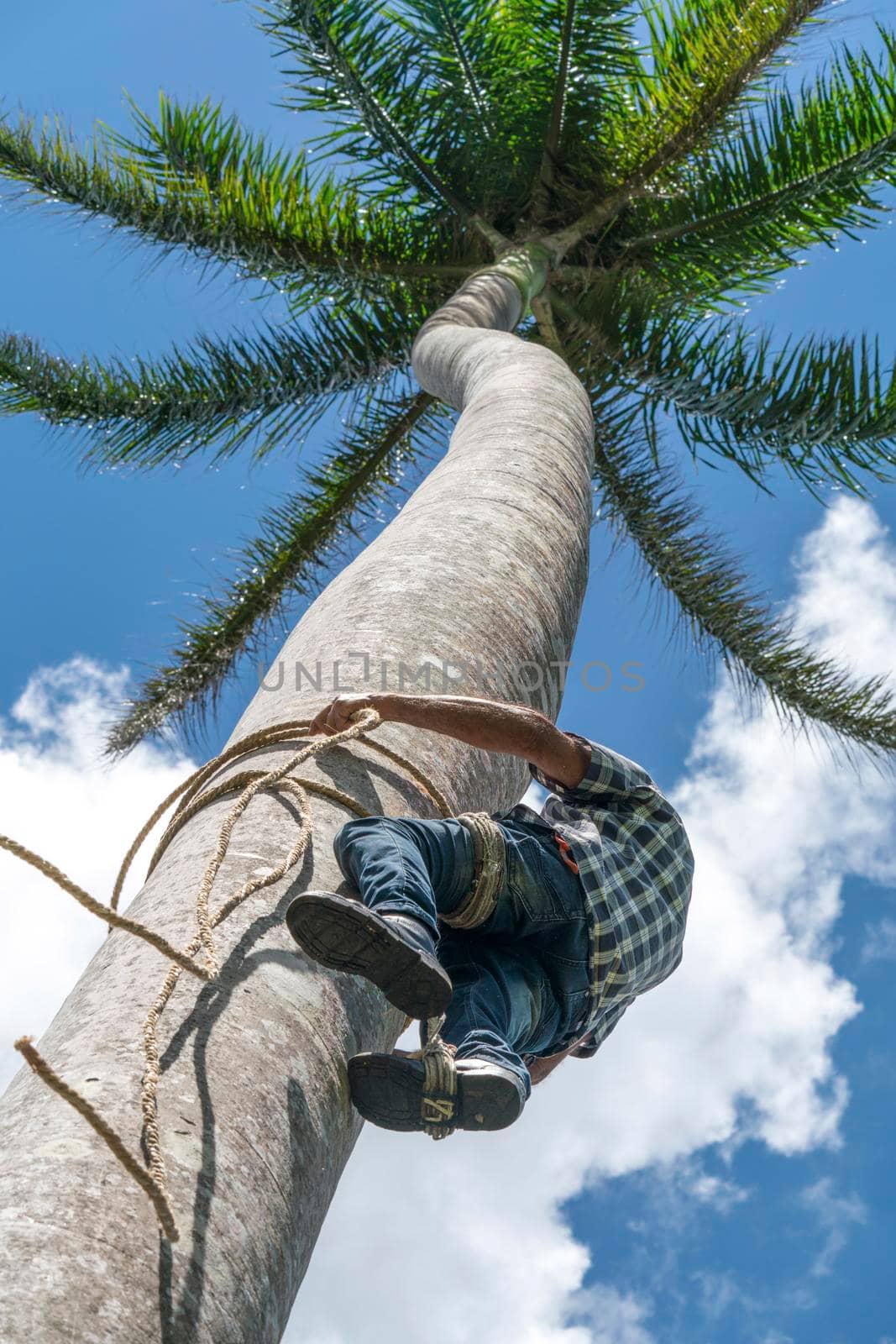 Adult male climbs tall coconut tree with rope to get coco nuts. Harvesting and farmer work in caribbean countries