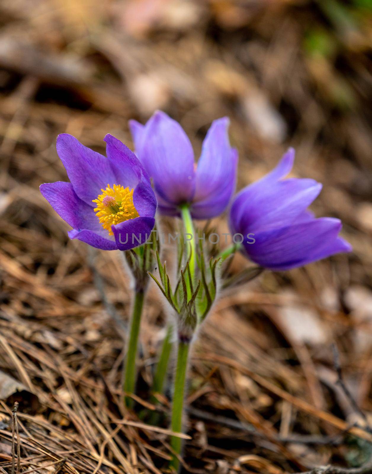 Pulsatilla patens or Eastern pasqueflower and cutleaf anemone close-up. Spring seasonal flower