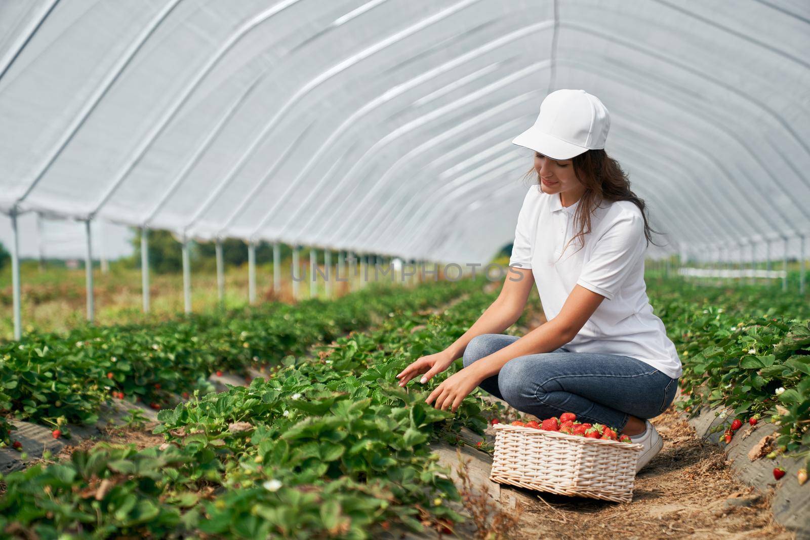 Brunette in cap is harvesting strawberries in greenhouse. by SerhiiBobyk