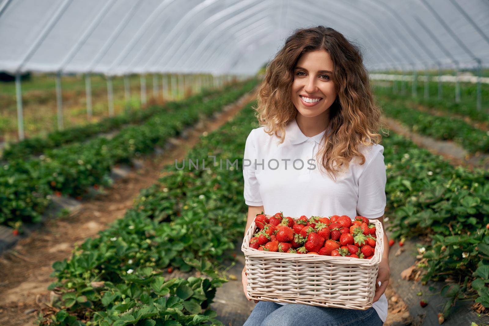 Front view of pretty female is holding big basket of fresh strawberries. Curly brunette is posing with just picked strawberries in greenhouse and smiling. Concept of greenhouse.