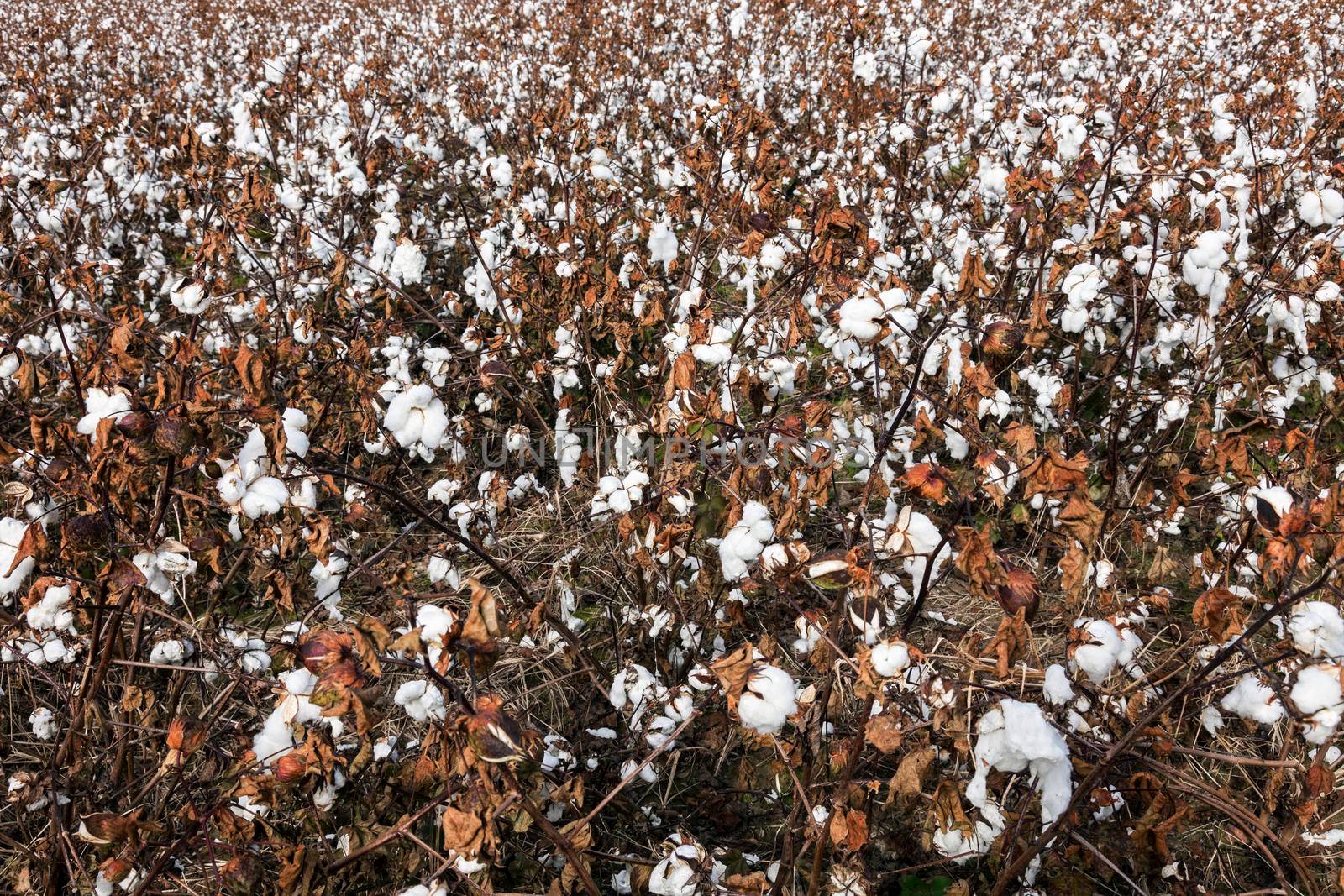 Cotton field in Delaware. Delaware, USA.