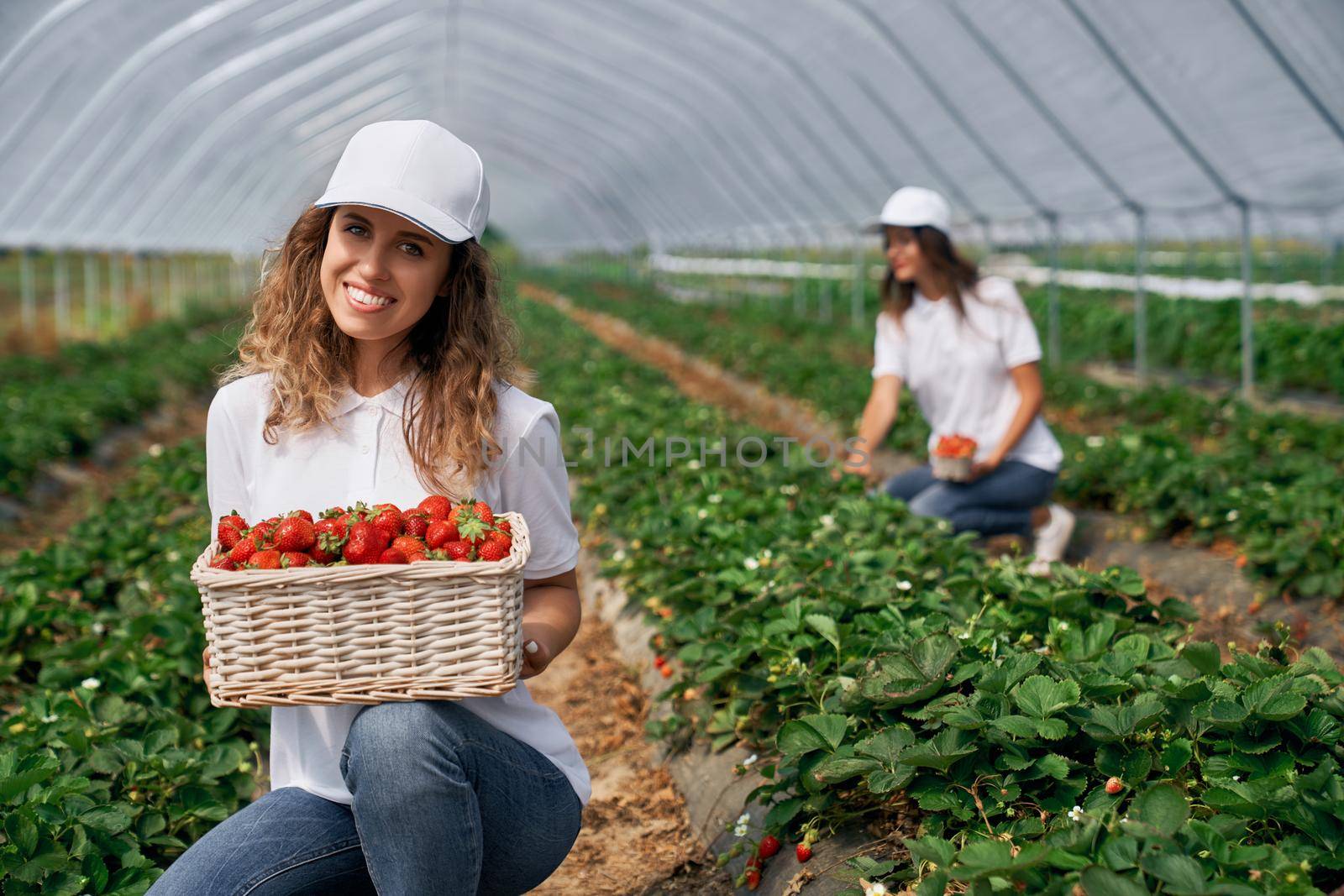 Front view of two squatting women wearing white caps are harvesting strawberries . Two smiling females are posing with basket of just picked strawberries . Concept of greenhouse .