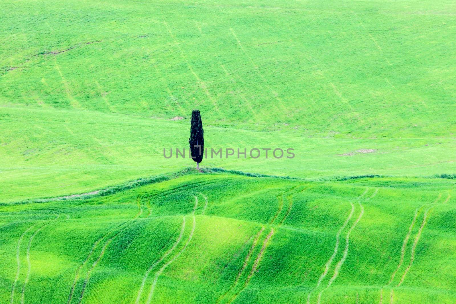 Lone tree in Tuscany. Tuscany, Italy