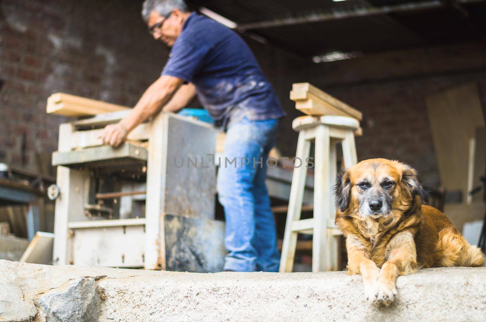 Professional carpenter making renovations in his workshop at home with his small dog. by Peruphotoart