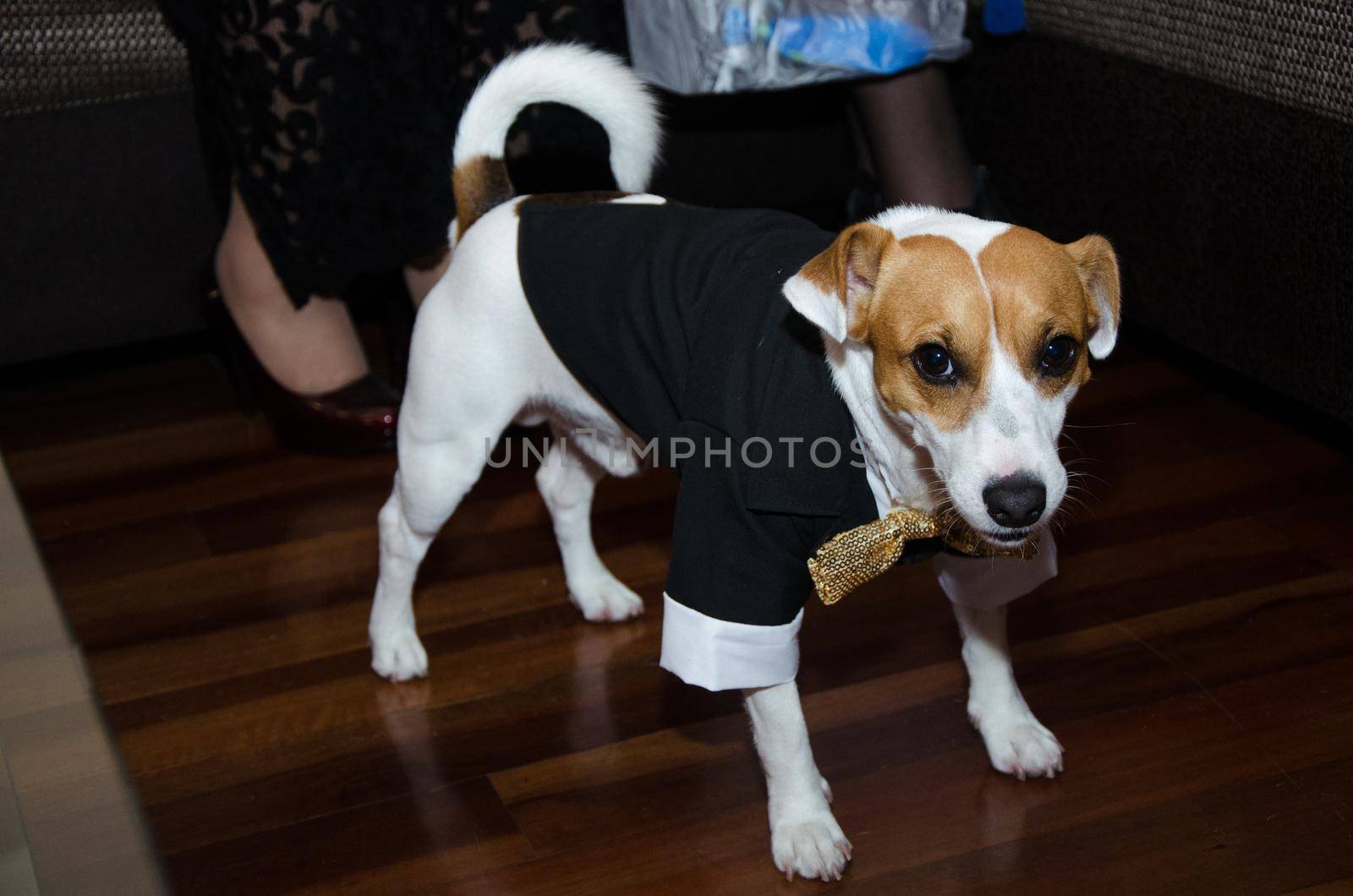 Jack Russell dog dressed smartly, dog with tie, funny photo