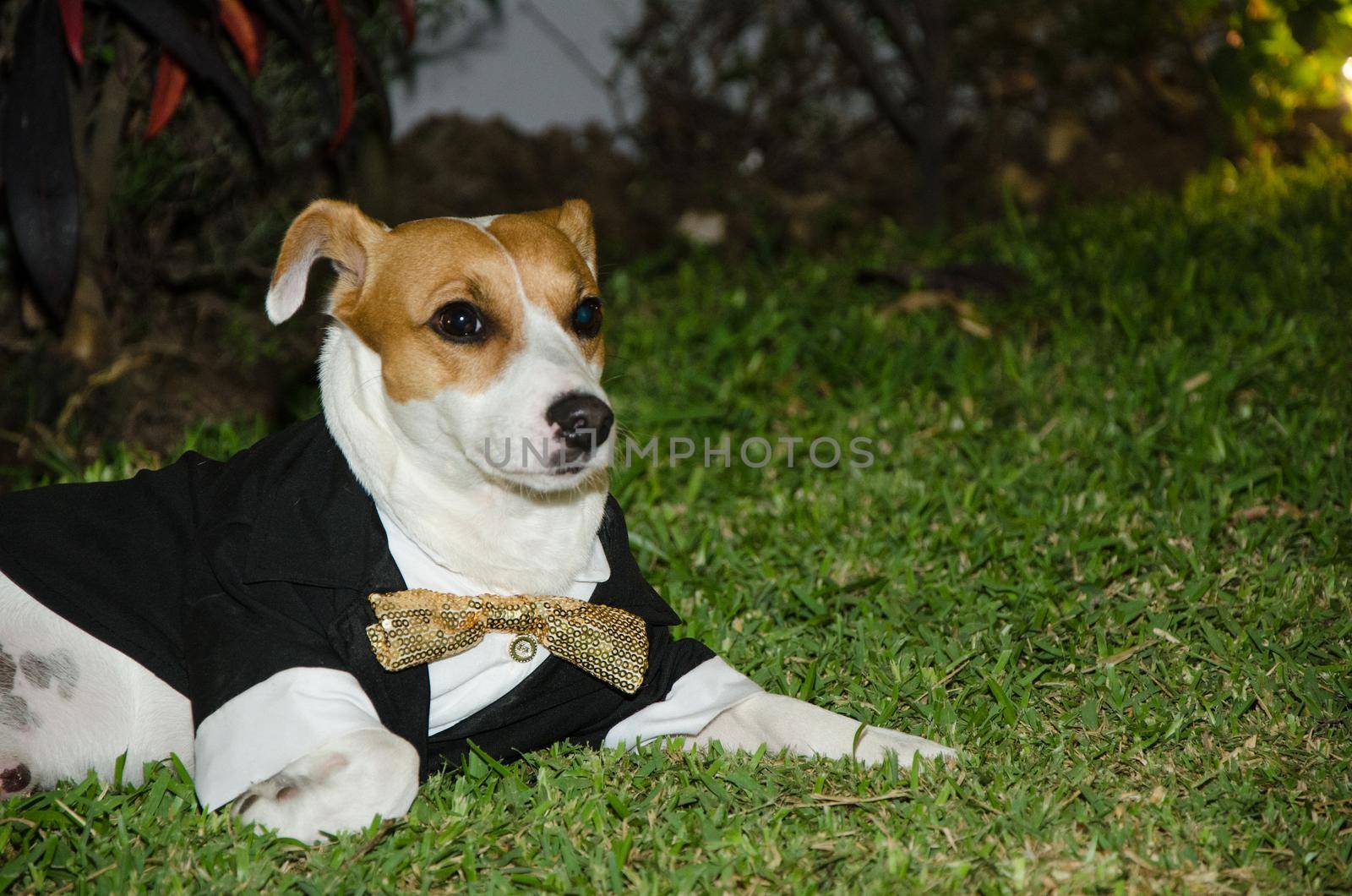 Jack Russell dog dressed smartly, dog with tie, funny photo