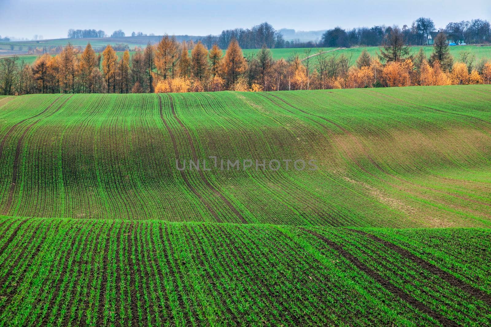 Ponidzie panorama during fall. Pinczow, Holly Cross Province, Poland.