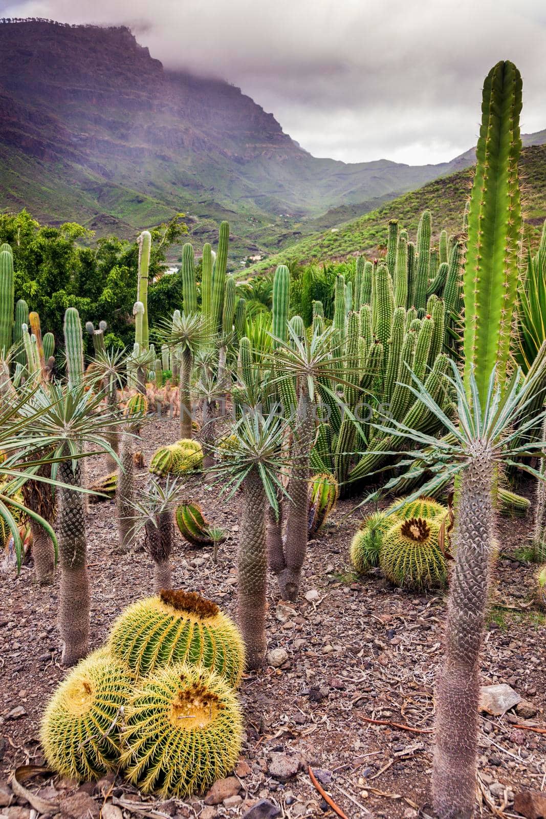 Cactus Park - Gran Canaria. Gran Canaria, Canary Islands, Spain
