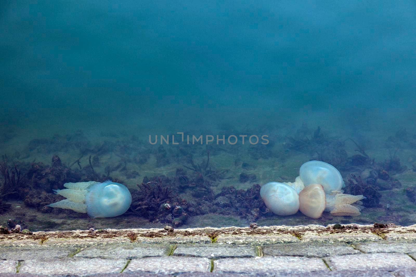 Jellyfish seen in Lisbon. Lisbon, Portugal.