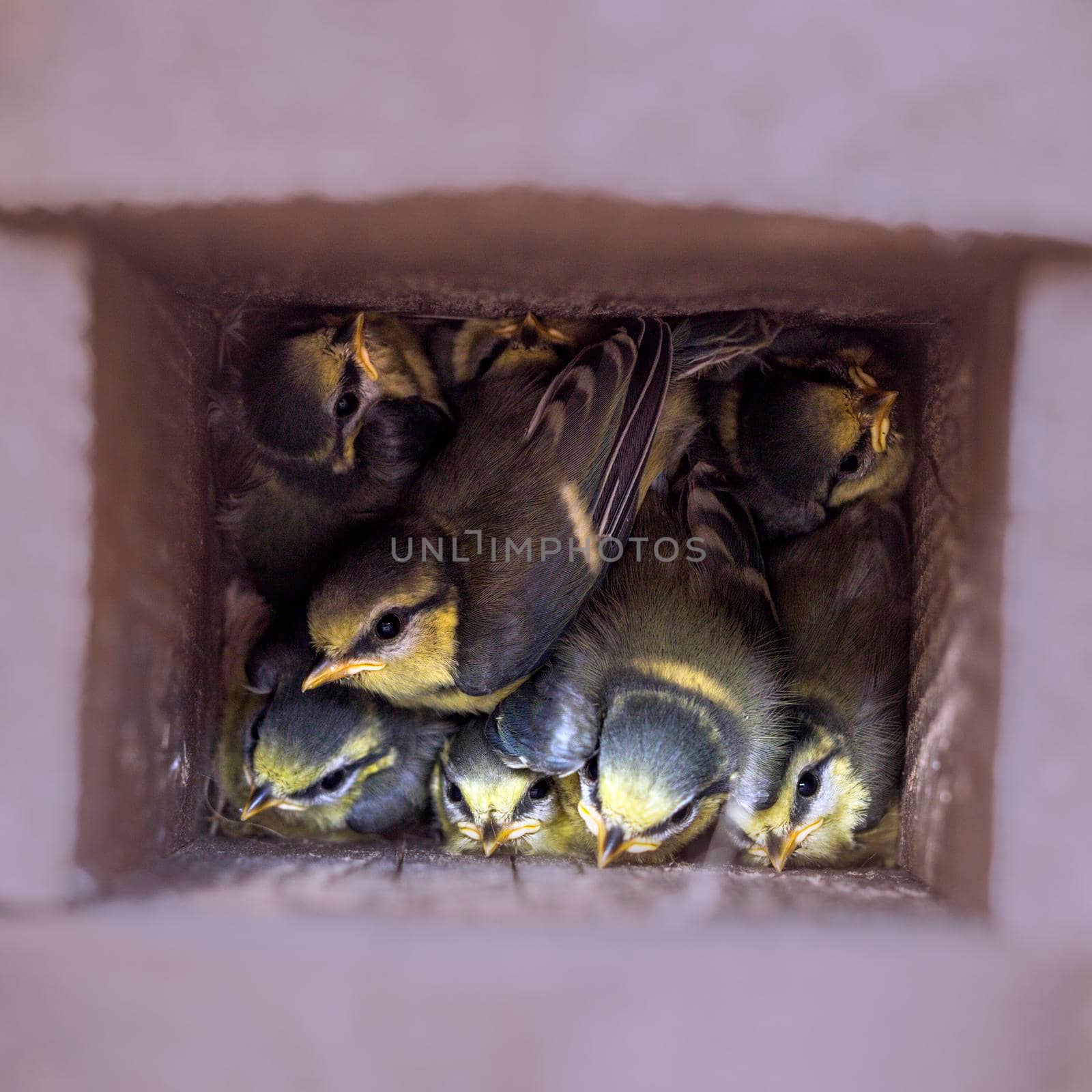 Little chickadees in the birdhouse seen in Poland. Jasionka, Podkarpackie, Poland.