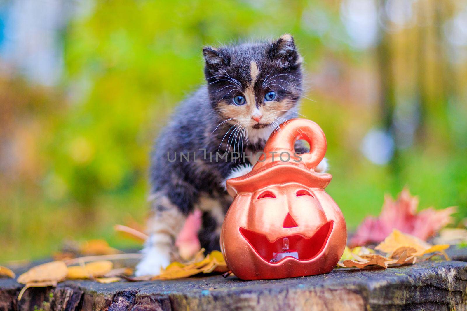 a small kitten on the path with leaves. kitten on a walk in autumn. pet. tricolor cat