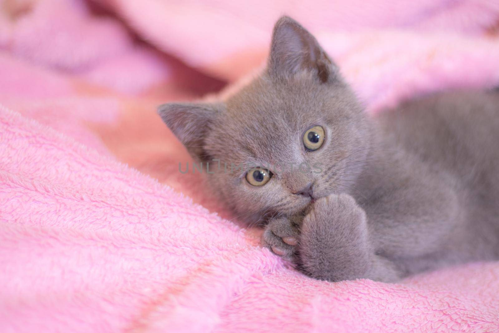 A British kitten sleeps on a pink blanket. Cute kitten. Magazine cover. Pet. Grey kitten. Rest. Sleep