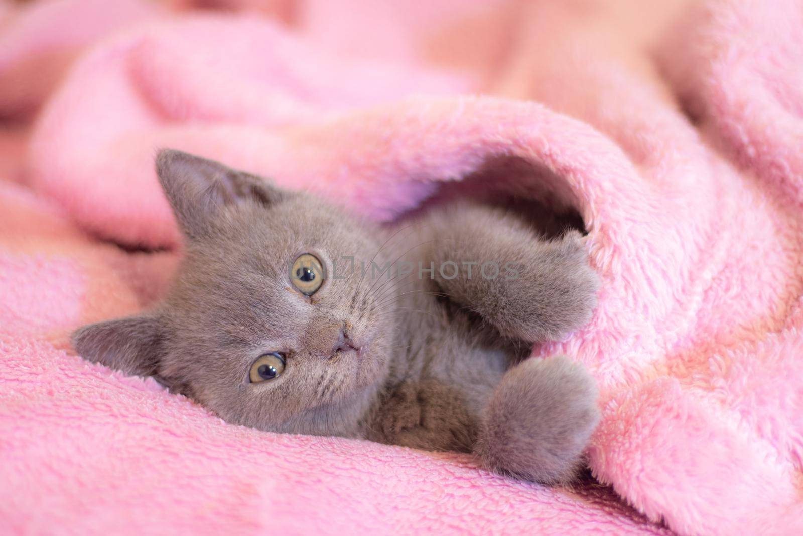 A British kitten sleeps on a pink blanket. Cute kitten. Magazine cover. Pet. Grey kitten. Rest. Sleep