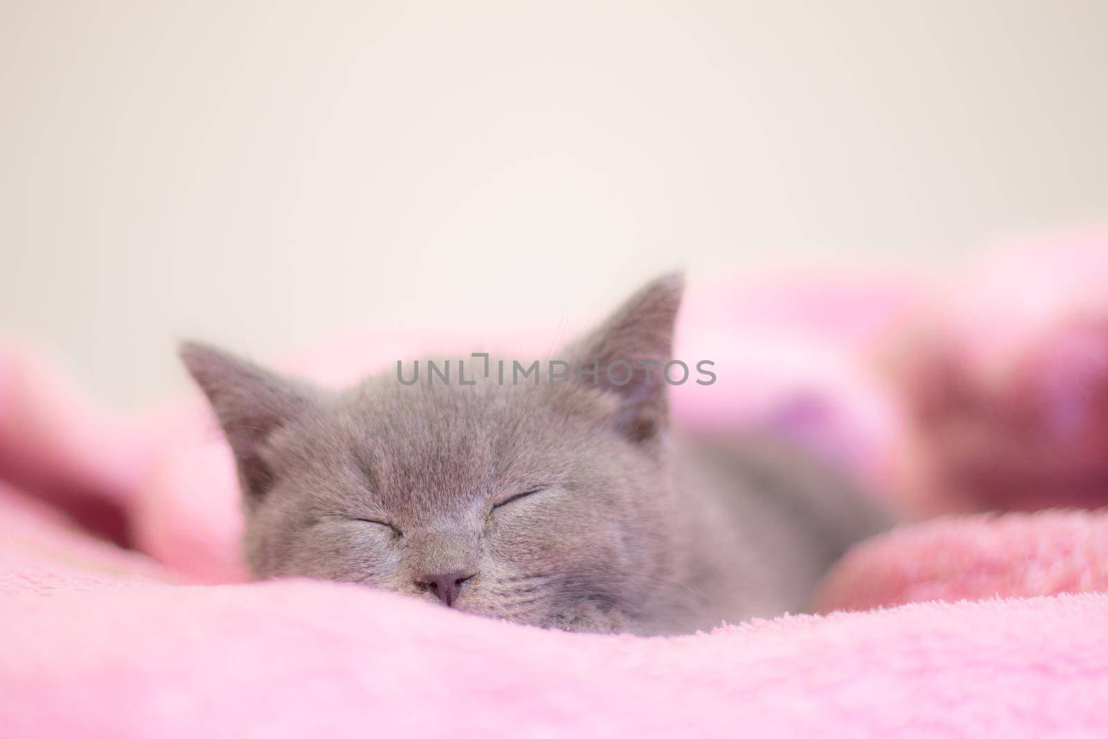 A British kitten sleeps on a pink blanket. Cute kitten. Magazine cover. Pet. Grey kitten. Rest. Sleep