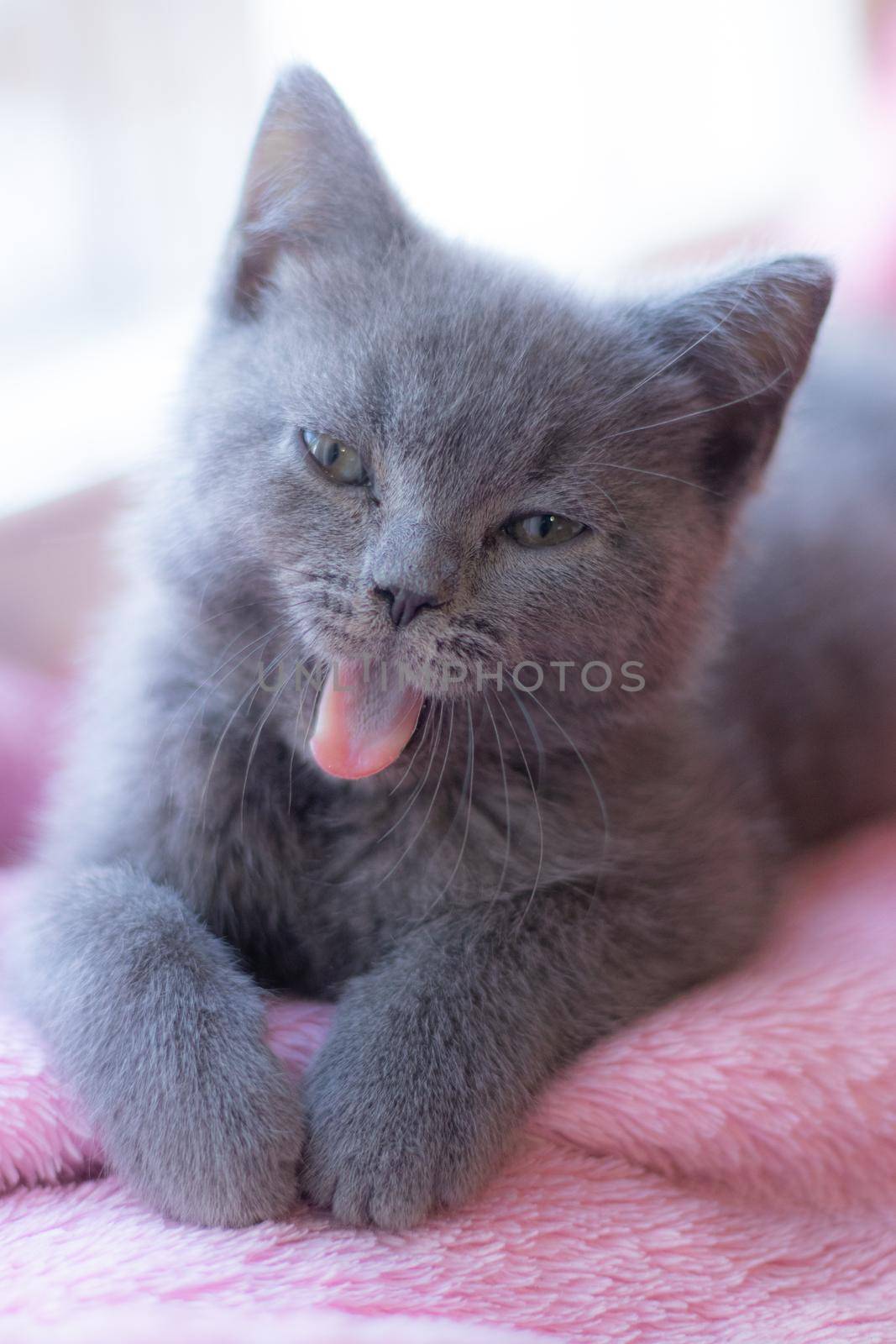 A British kitten is lying on the windowsill. Cute kitten. Magazine cover. Pet. Grey kitten. Rest. Kitten at the window.